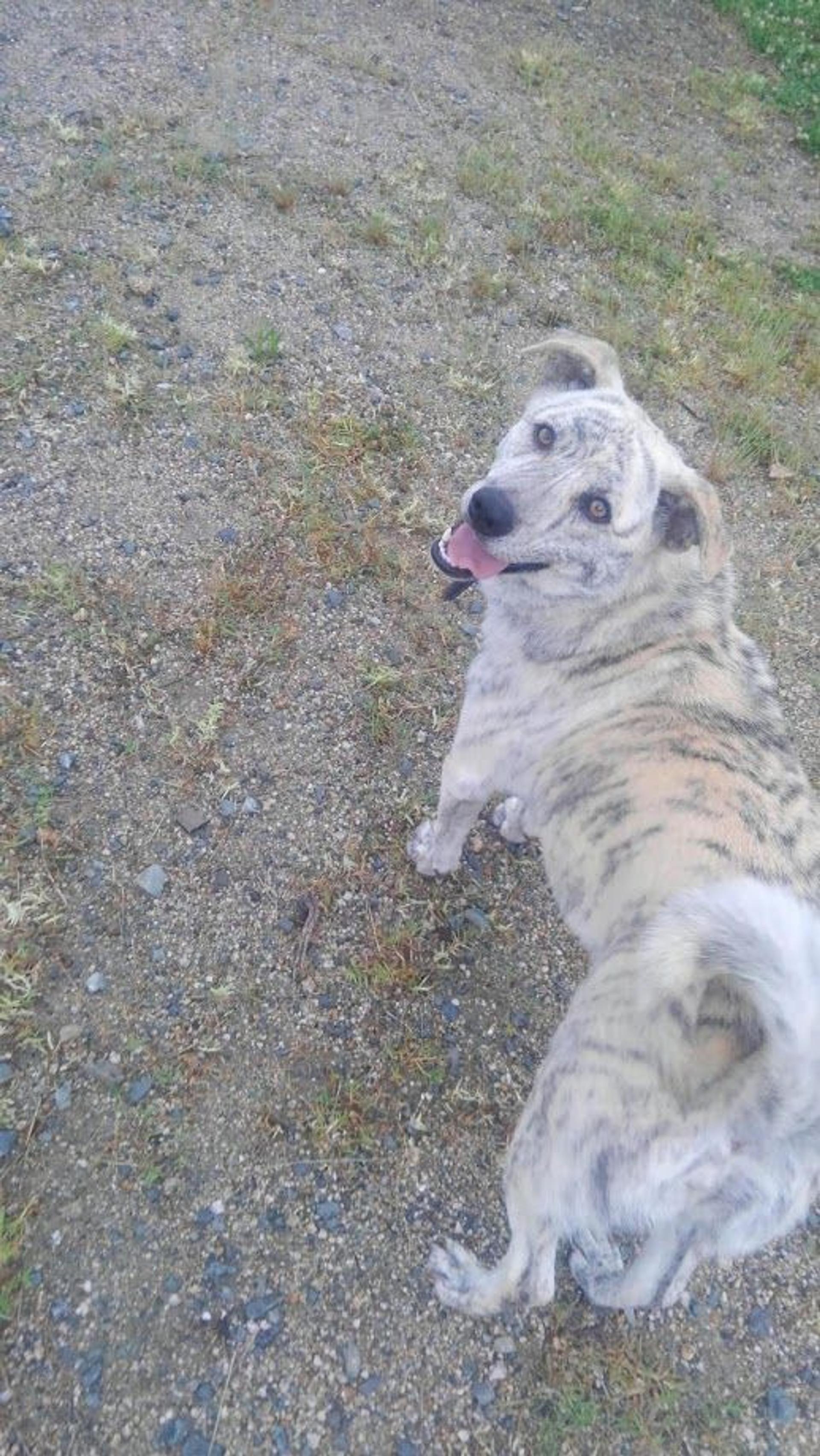 pet-image-2