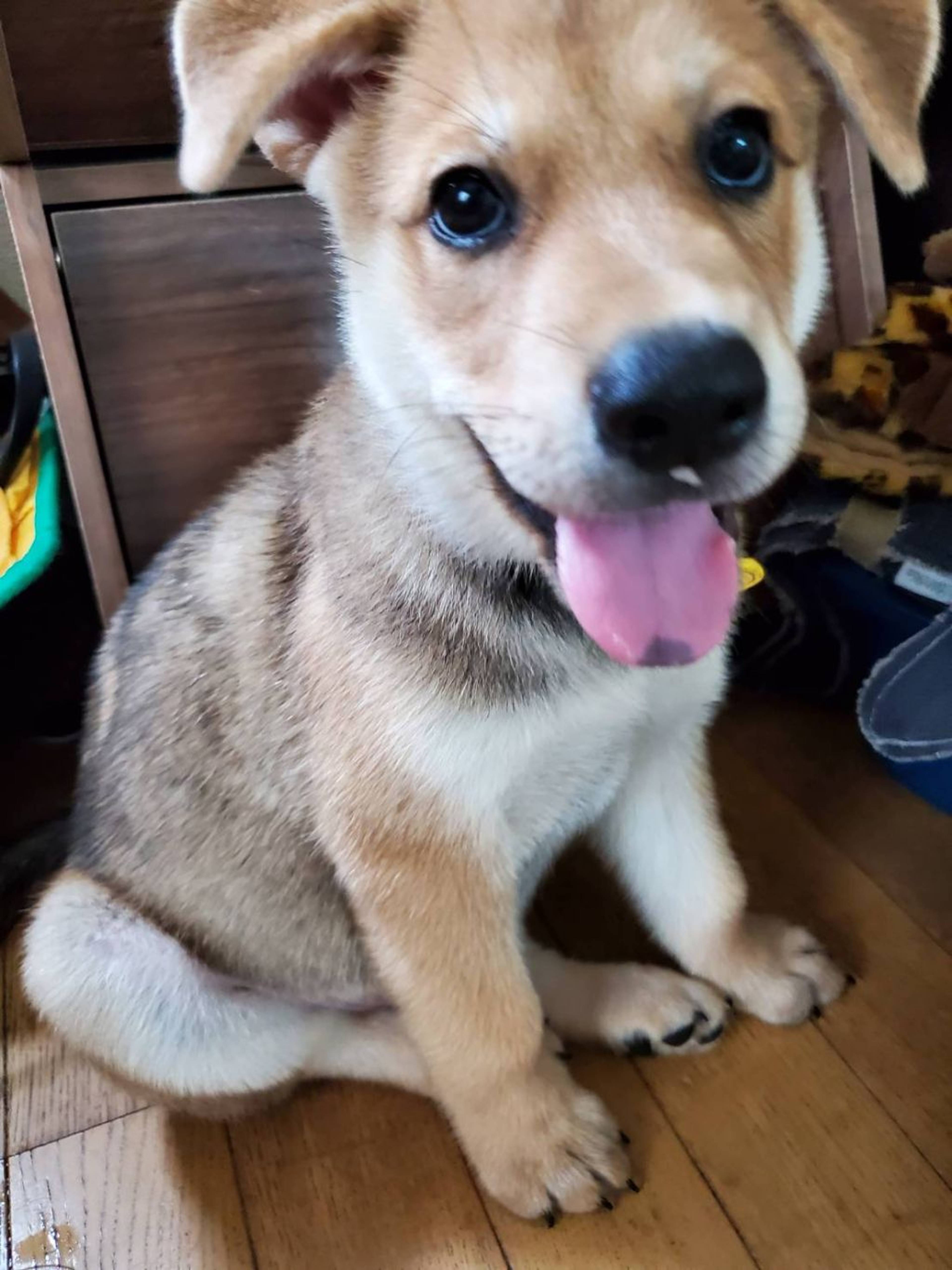 雑種（ミックス犬）・オスの里親募集の写真