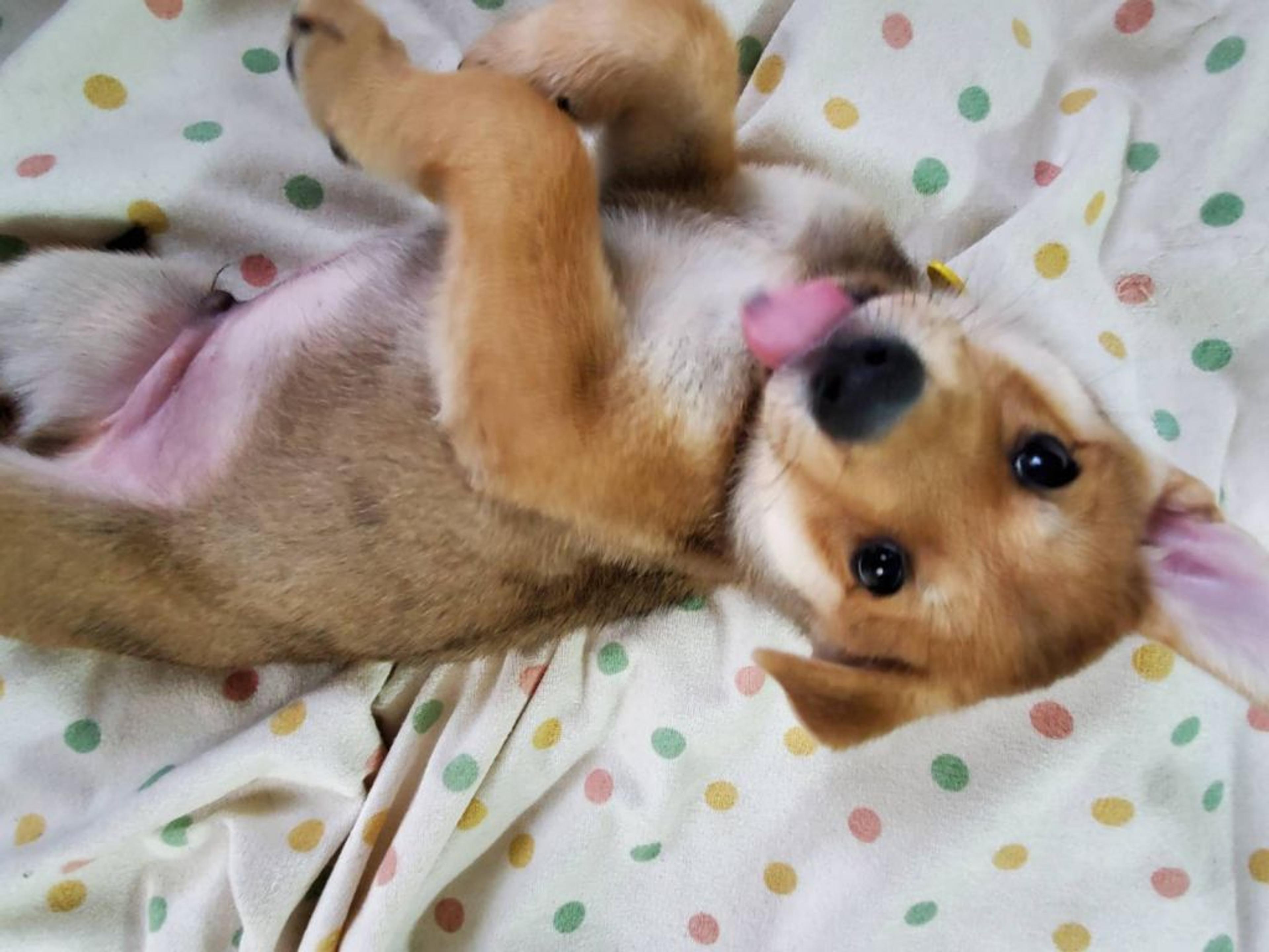 pet-image-2