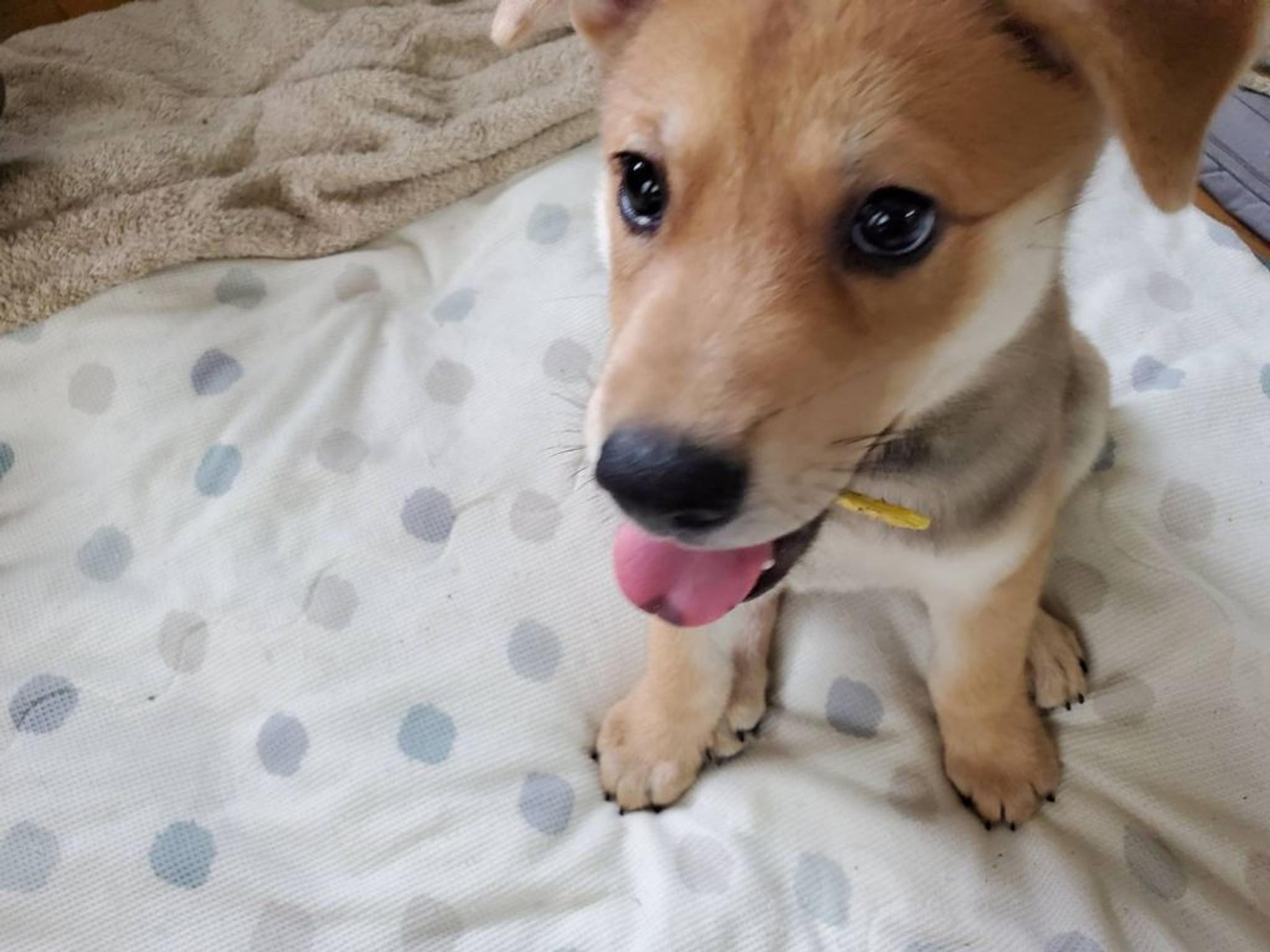 pet-image-3