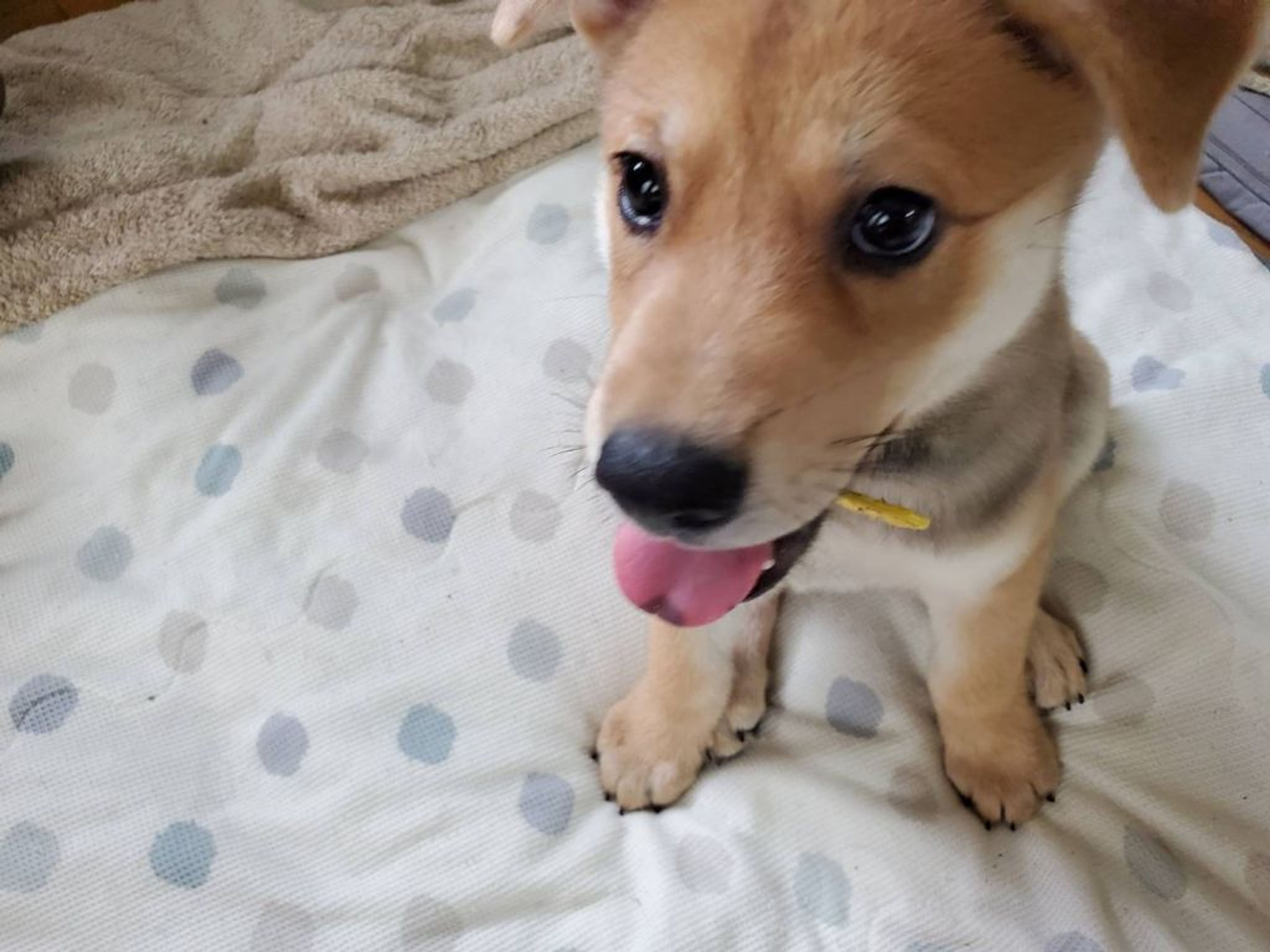 pet-image-3