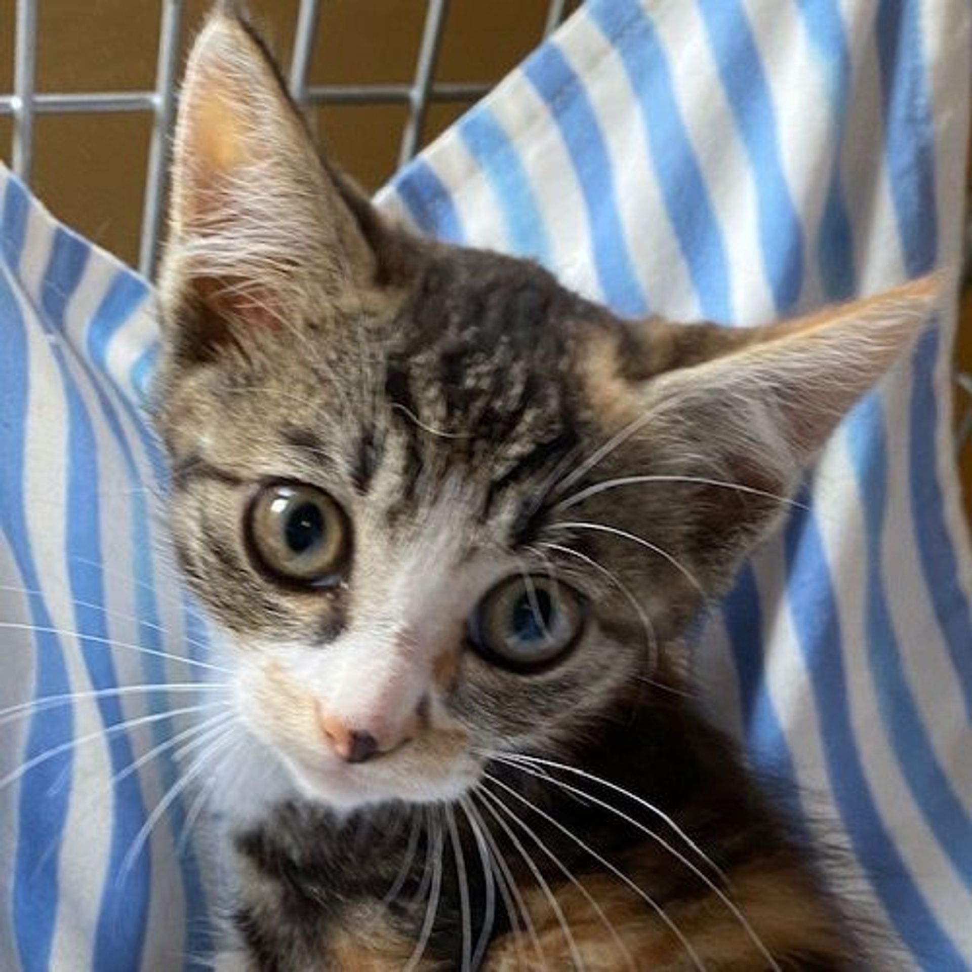 日本猫・メスの里親募集の写真
