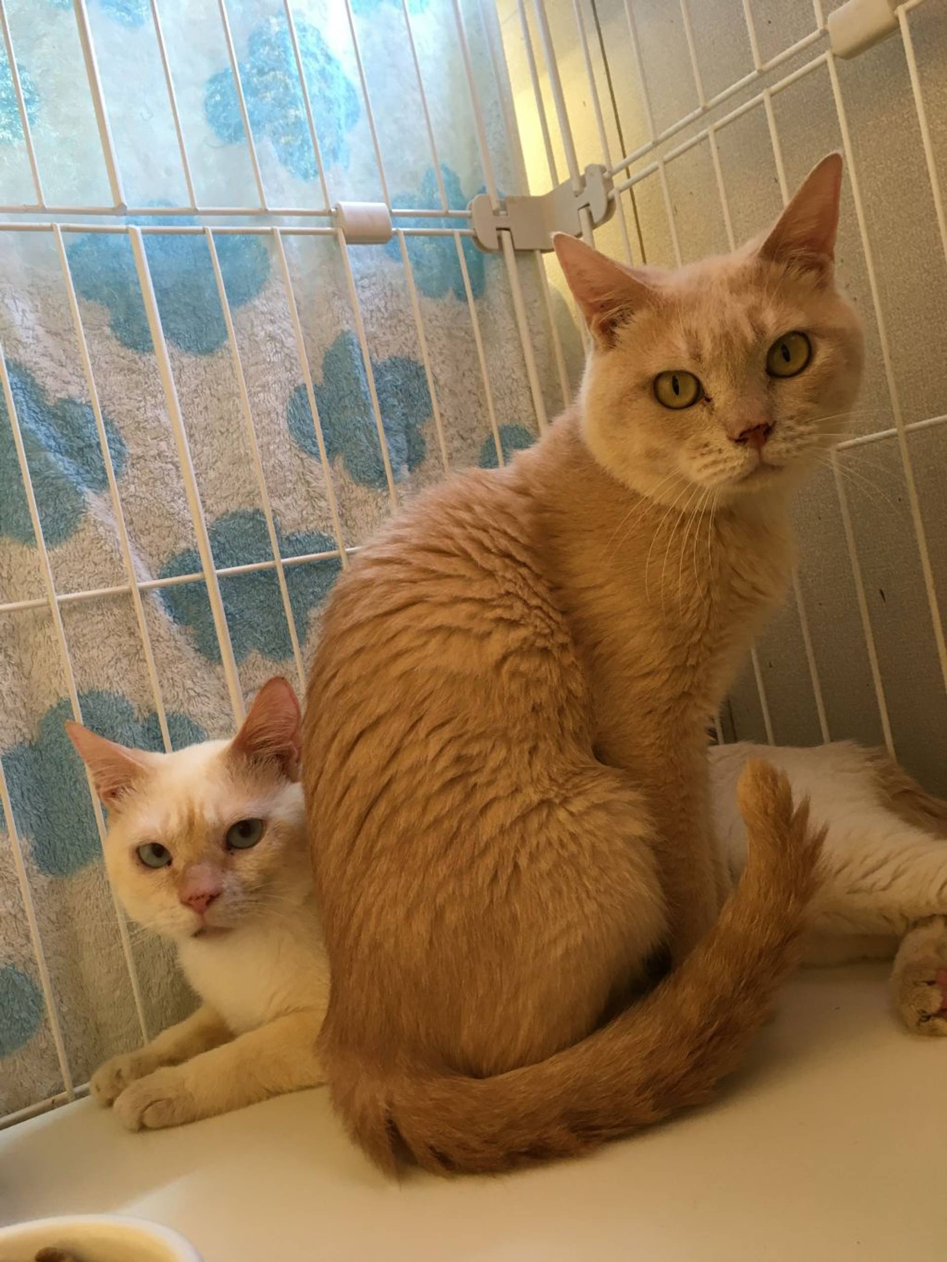 雑種（ミックス猫）・オスの里親募集の写真