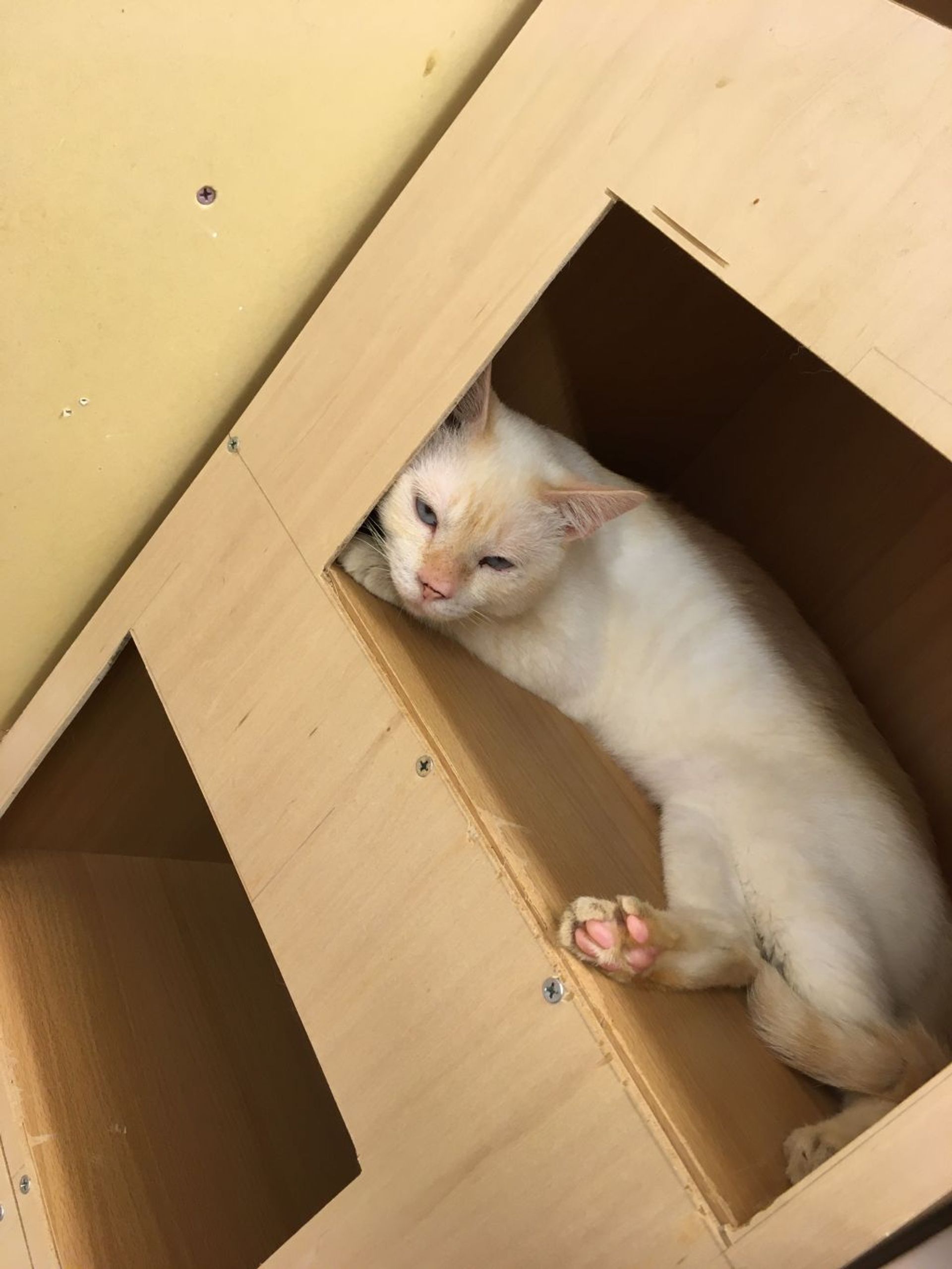 雑種（ミックス猫）・オスの里親募集の写真