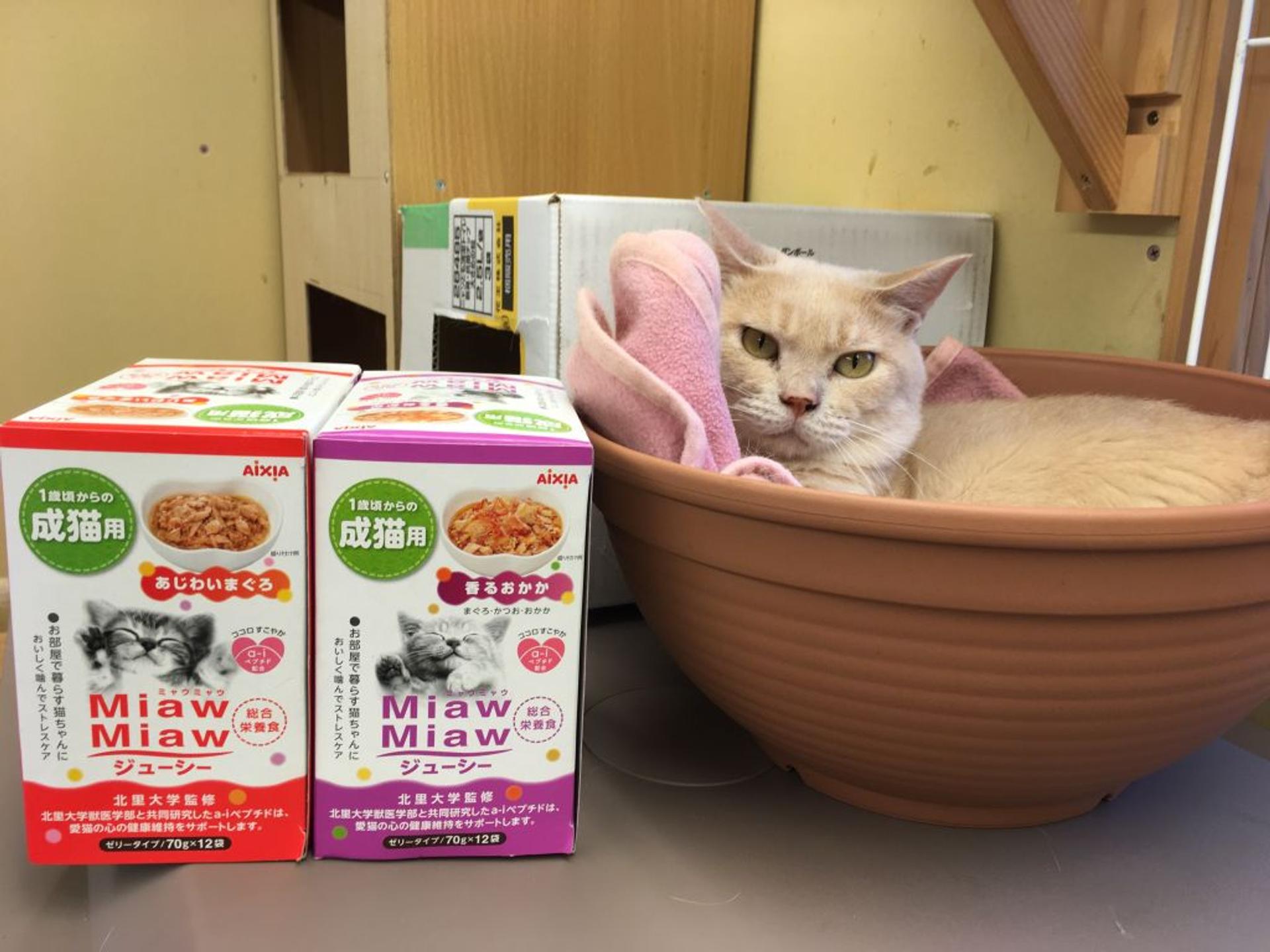 pet-image-4