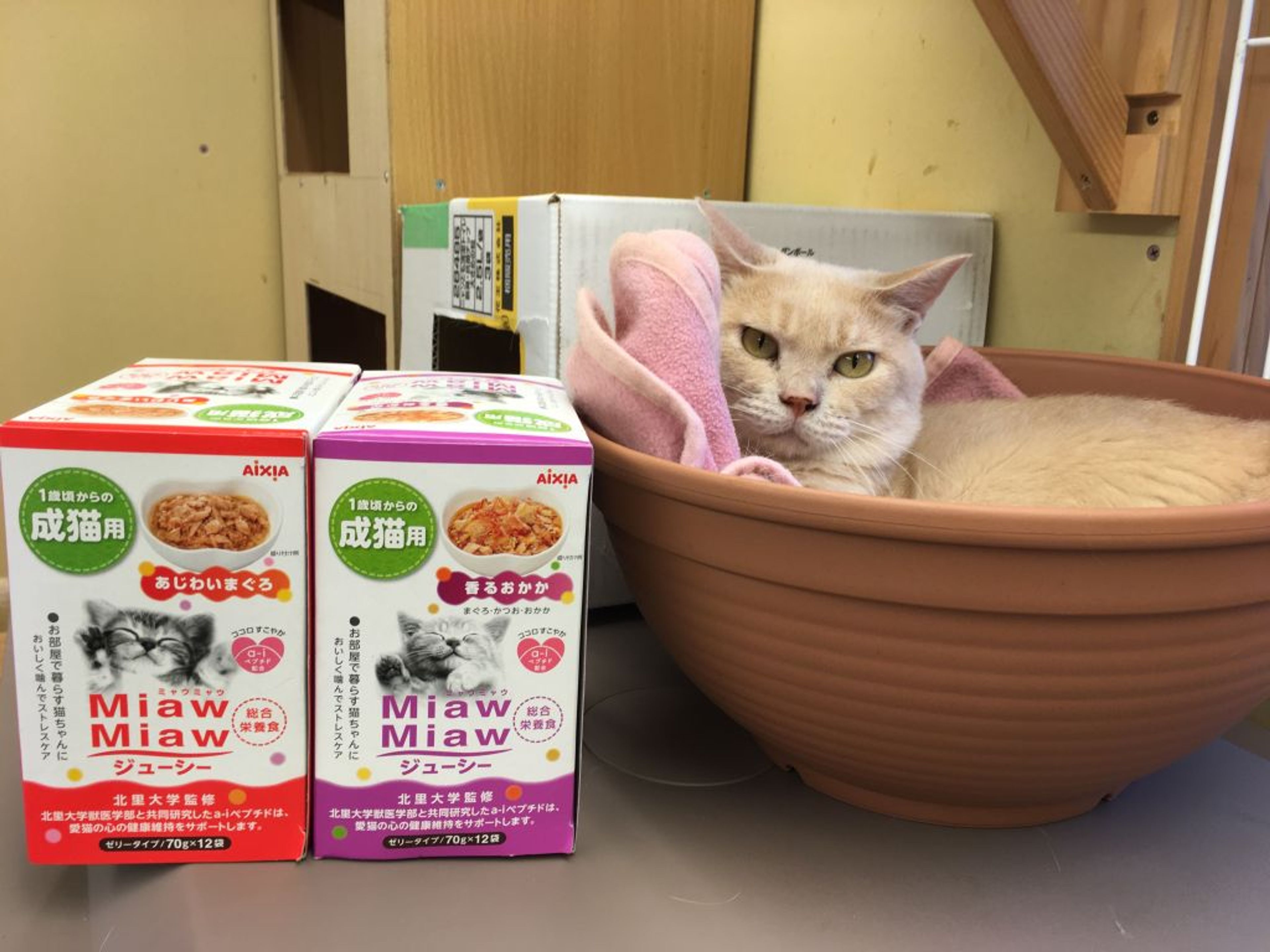 pet-image-4
