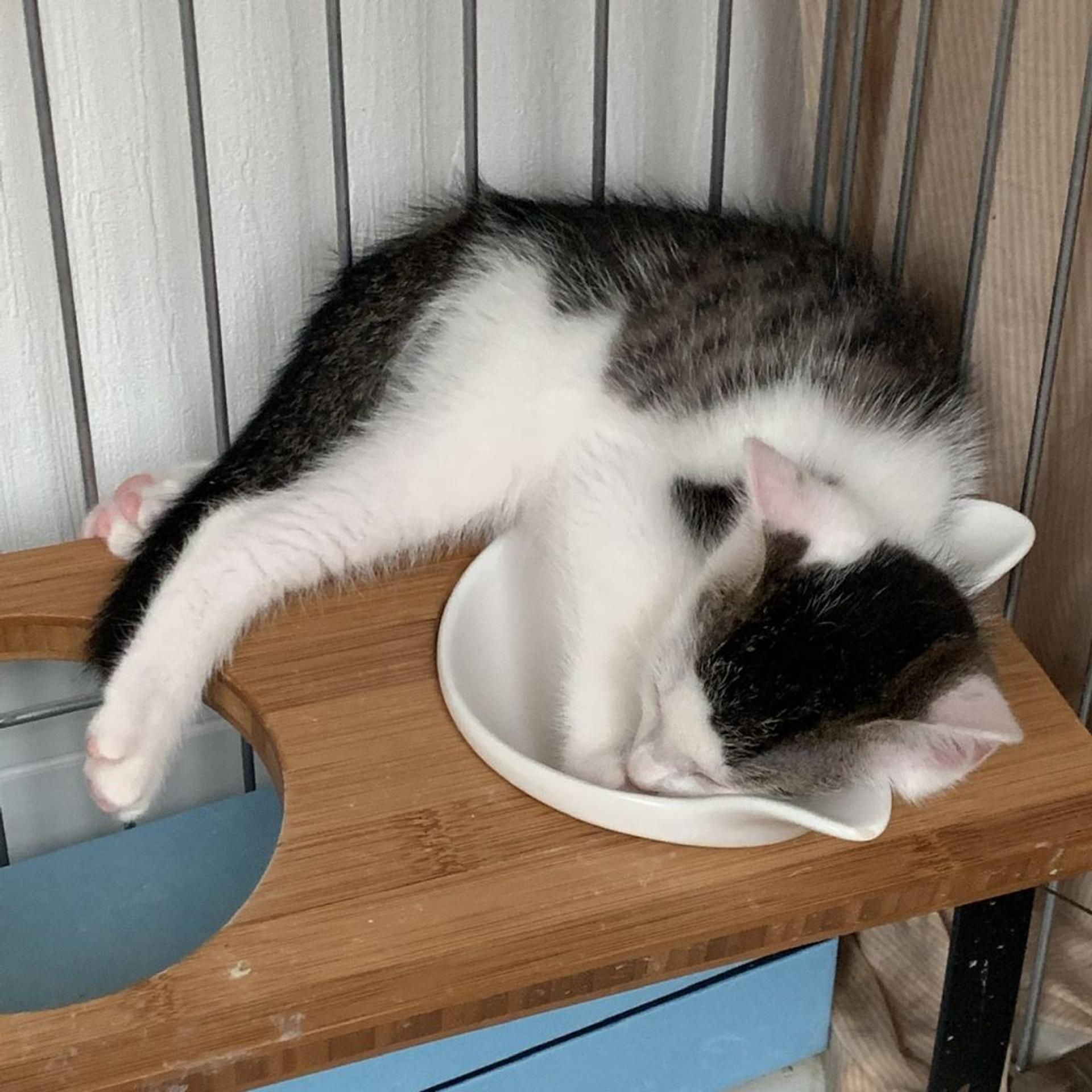 pet-image-4