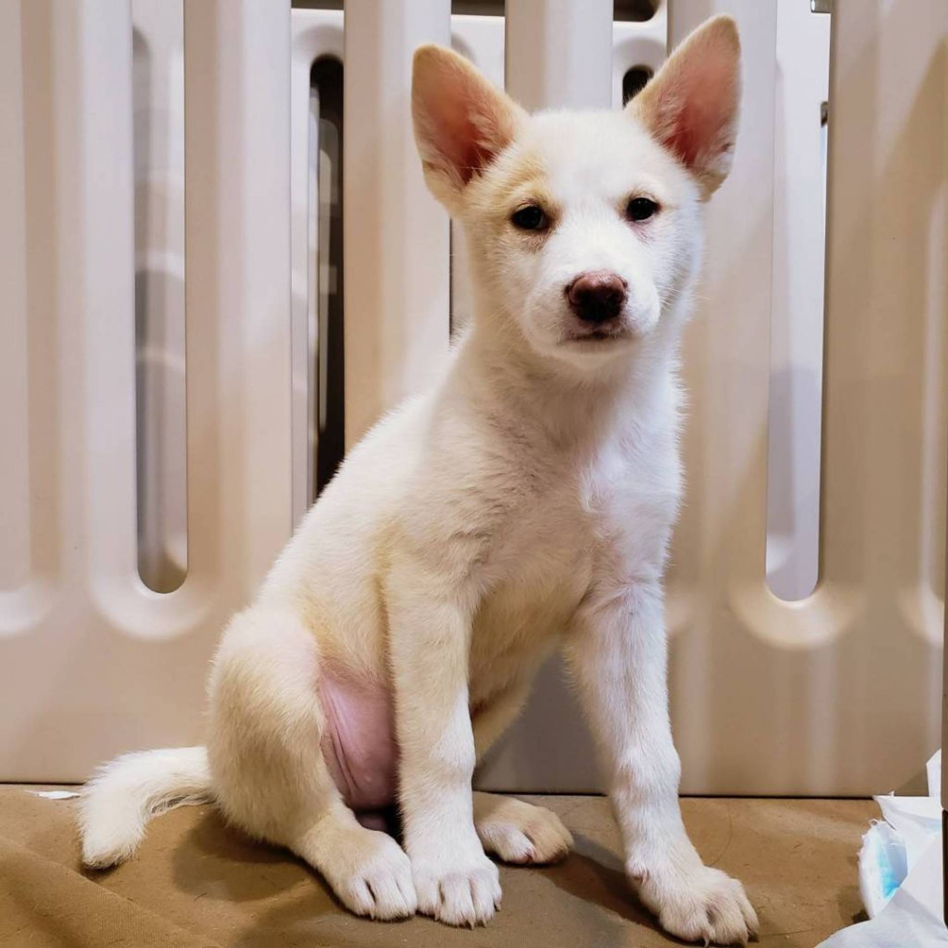 雑種（ミックス犬）・メスの里親募集の写真