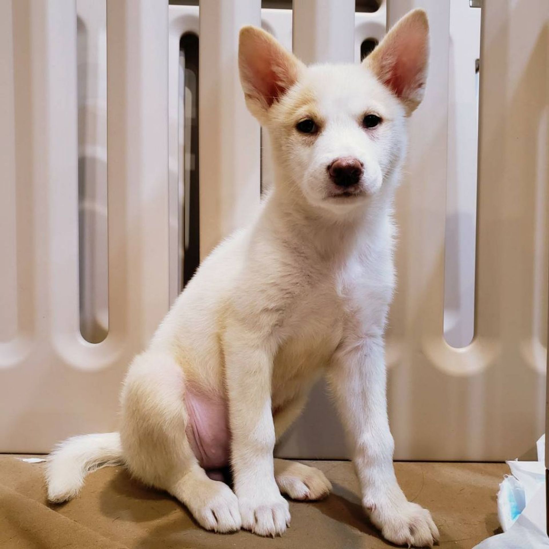 雑種（ミックス犬）・メスの里親募集の写真