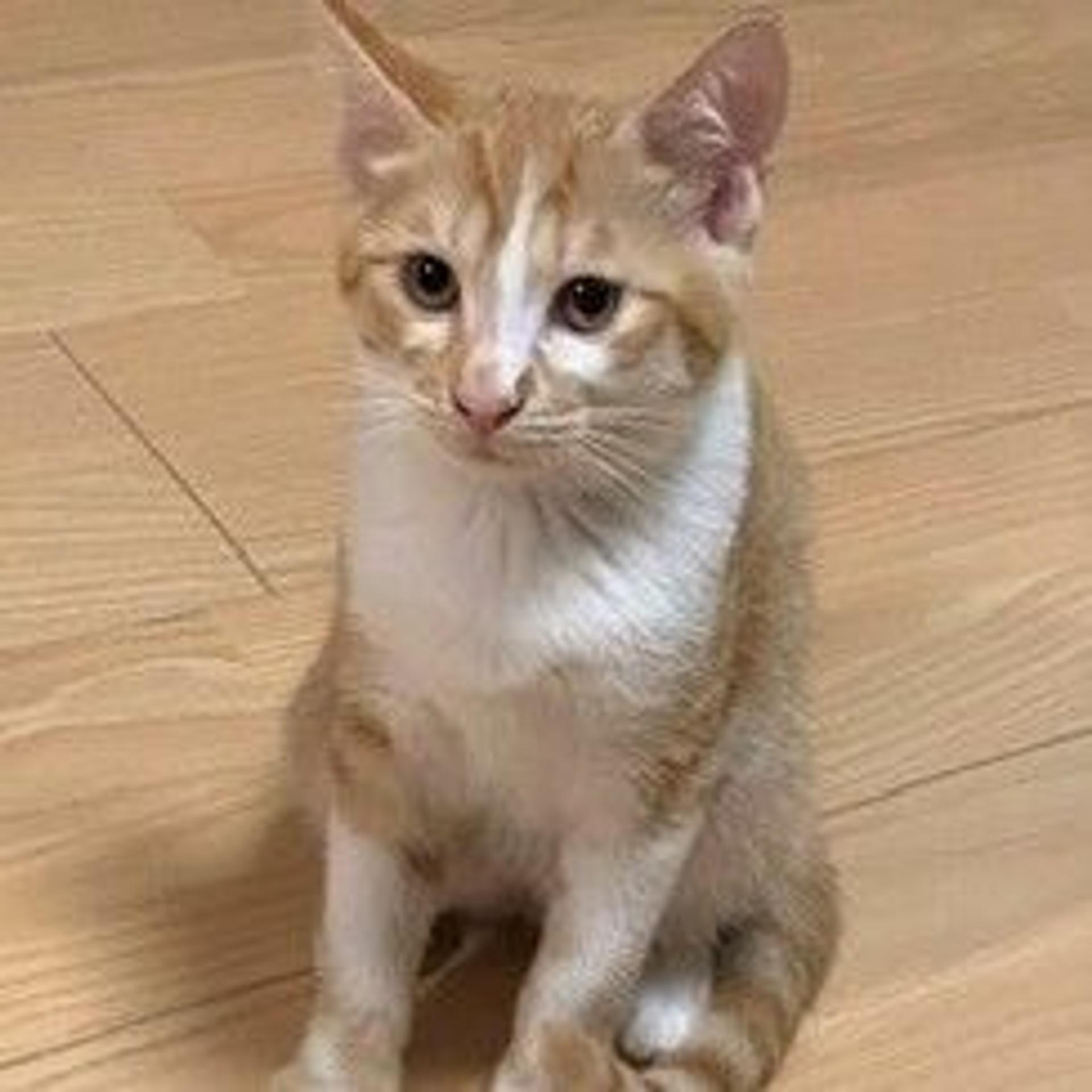 pet-image-2