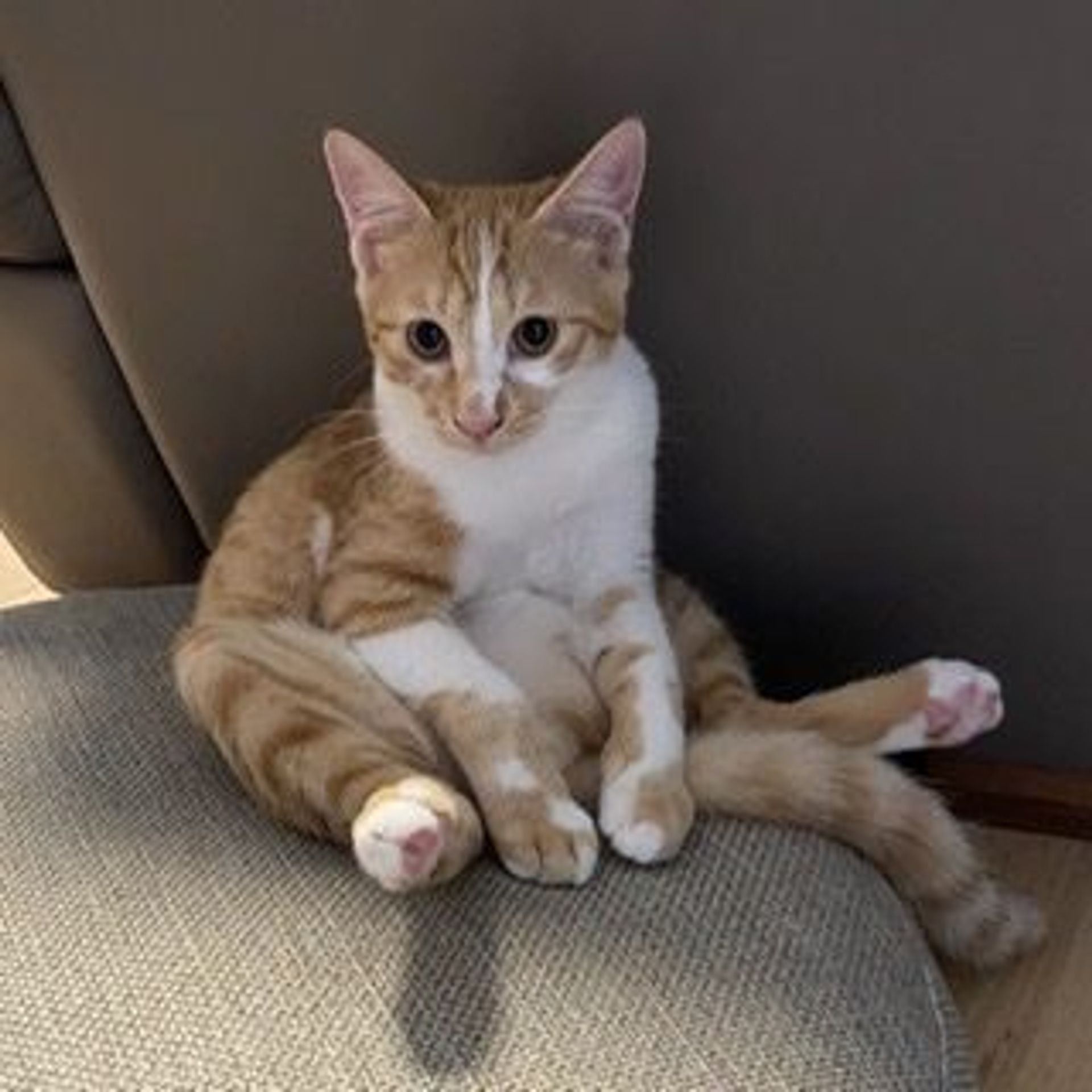 雑種（ミックス猫）・メスの里親募集の写真