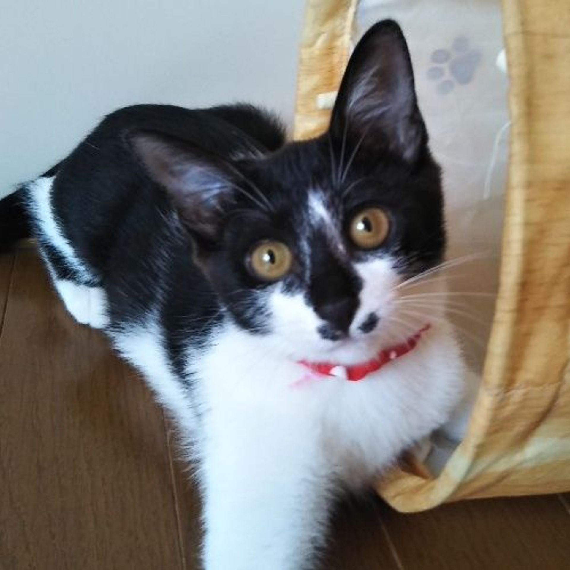 雑種（ミックス猫）・メスの里親募集の写真