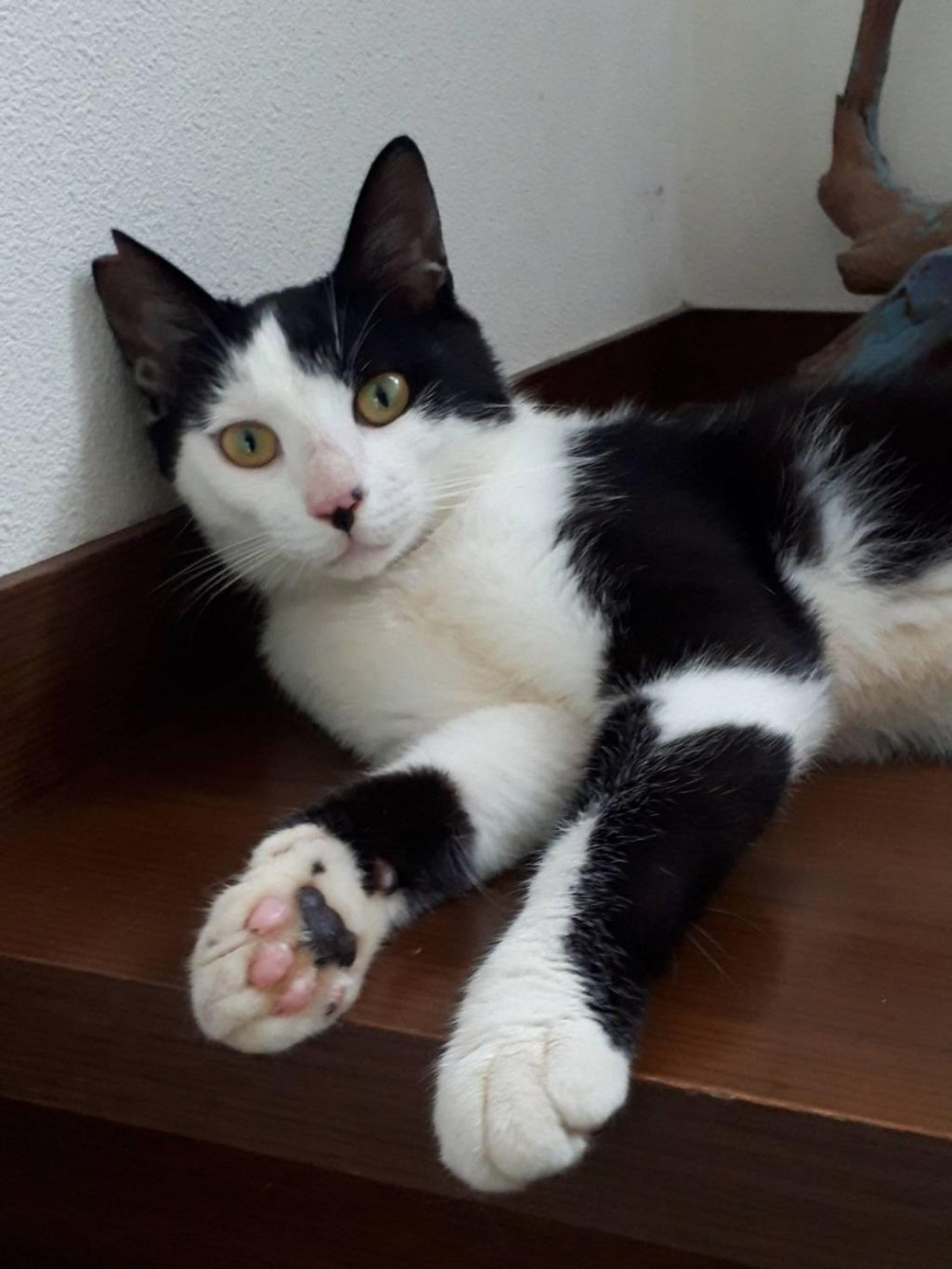 pet-image-2