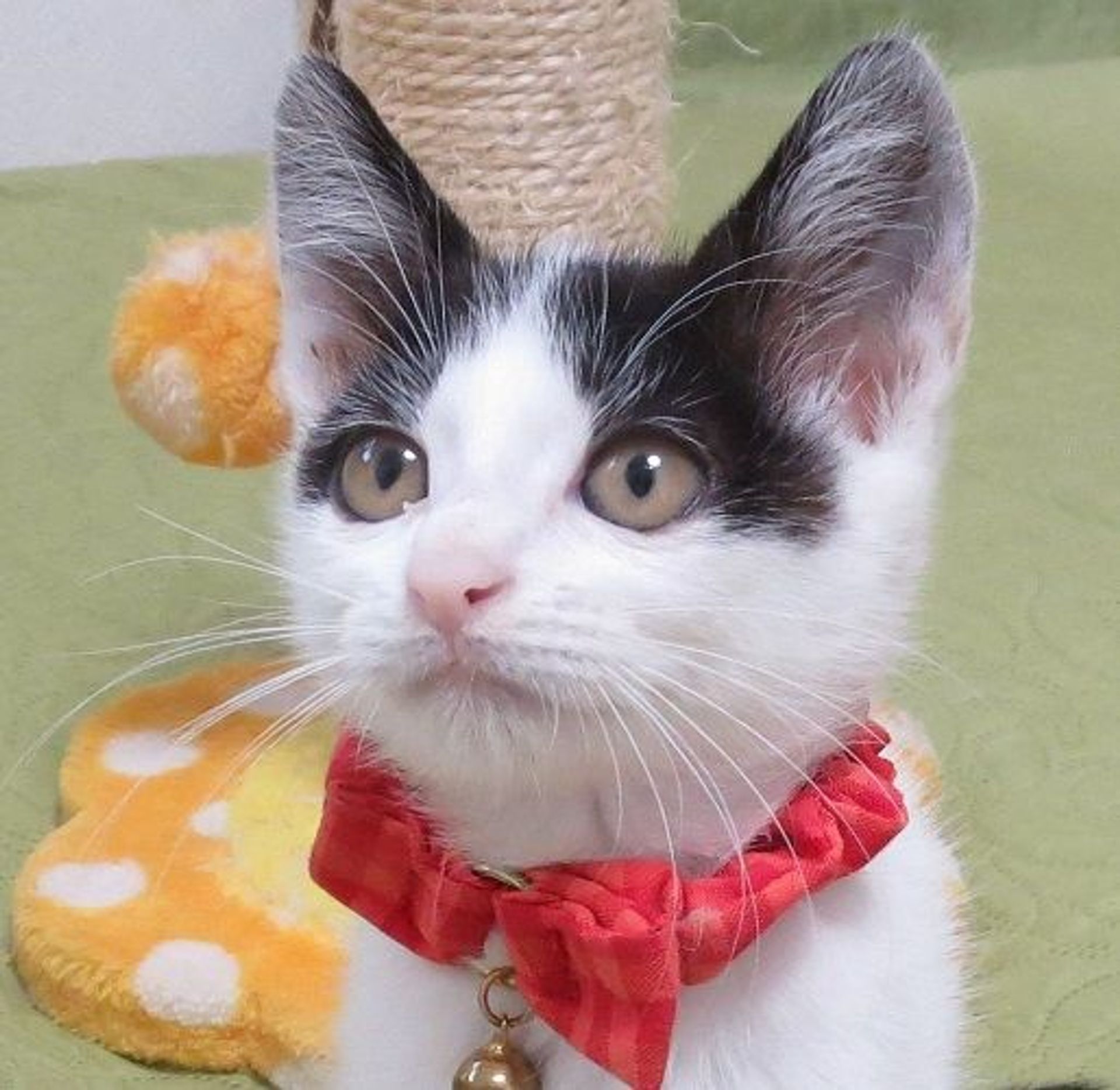 雑種（ミックス猫）・メスの里親募集の写真