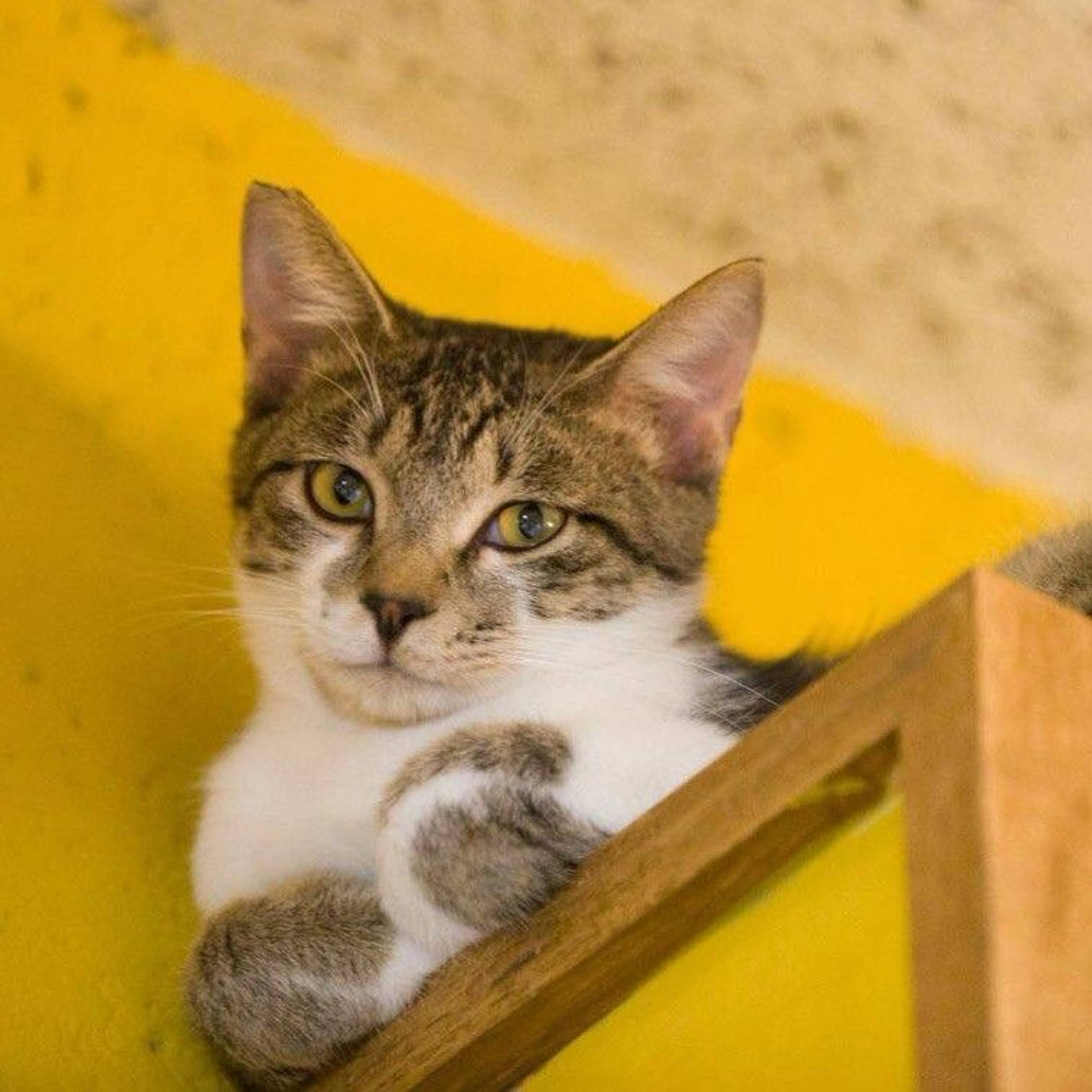 雑種（ミックス猫）・オスの里親募集の写真