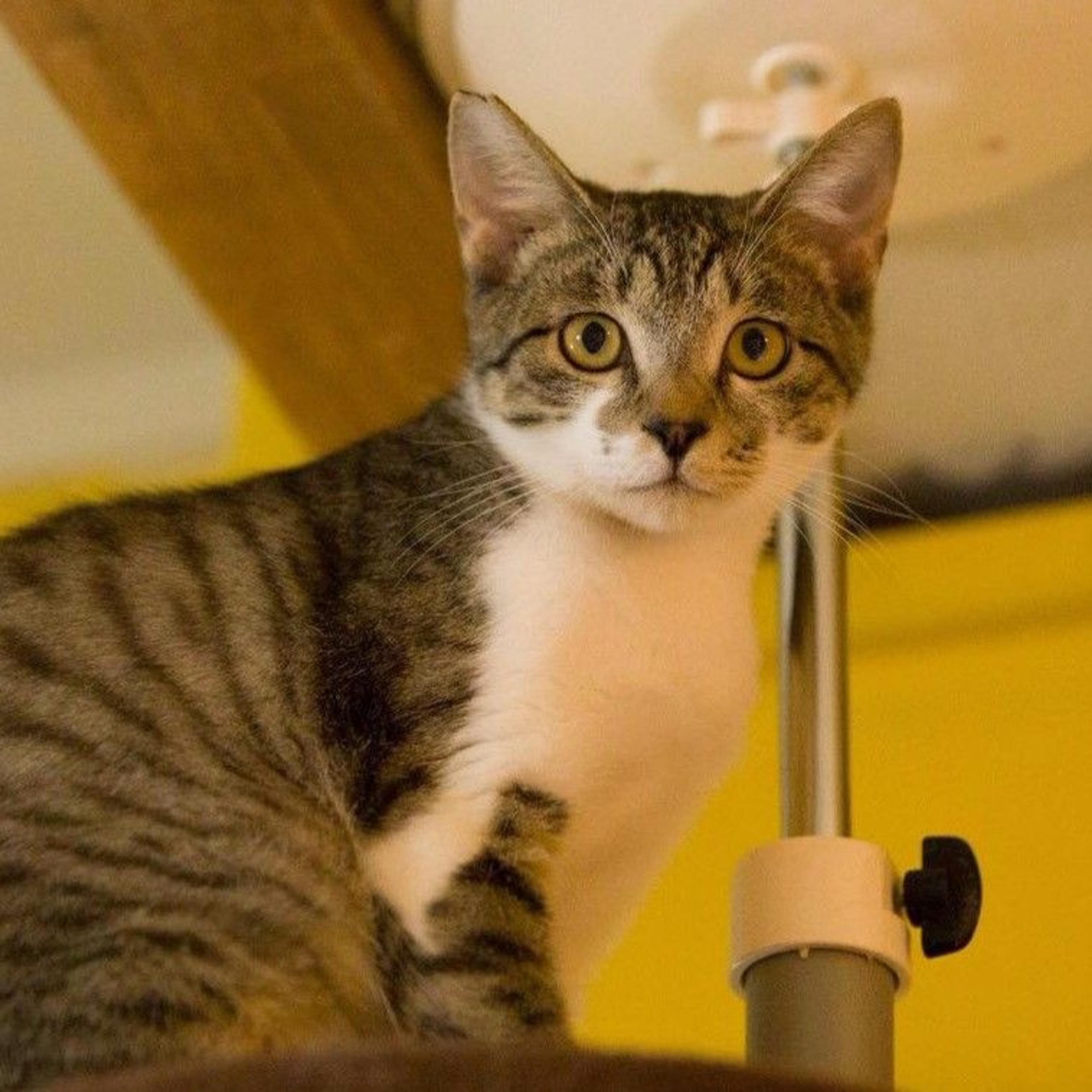 pet-image-2