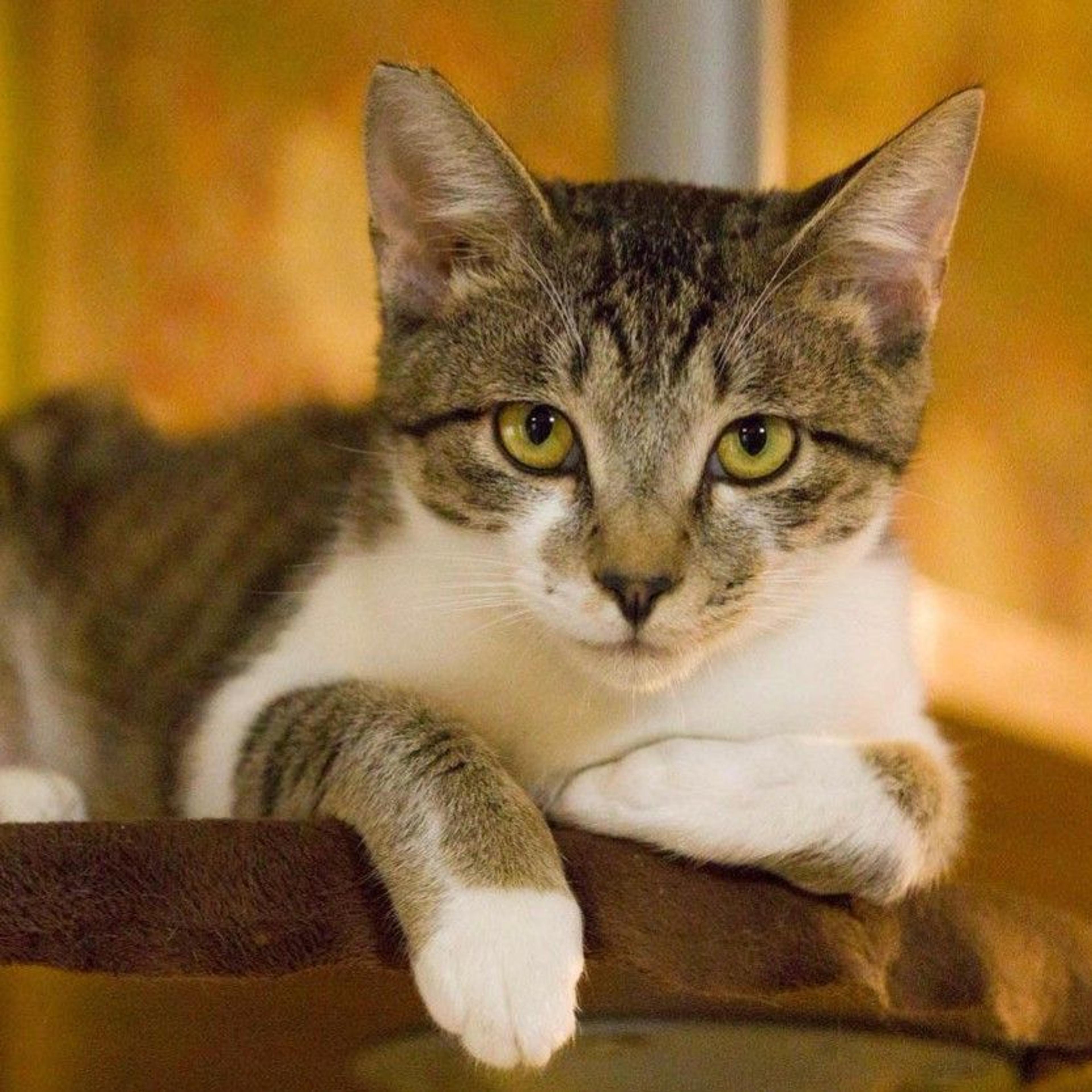 pet-image-3