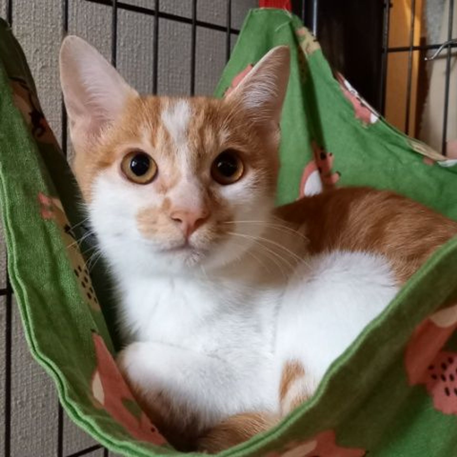 雑種（ミックス猫）・オスの里親募集の写真
