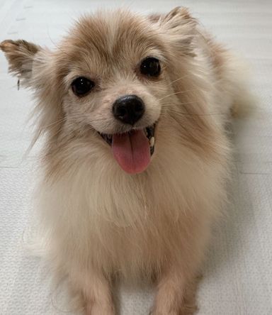 きらりの写真