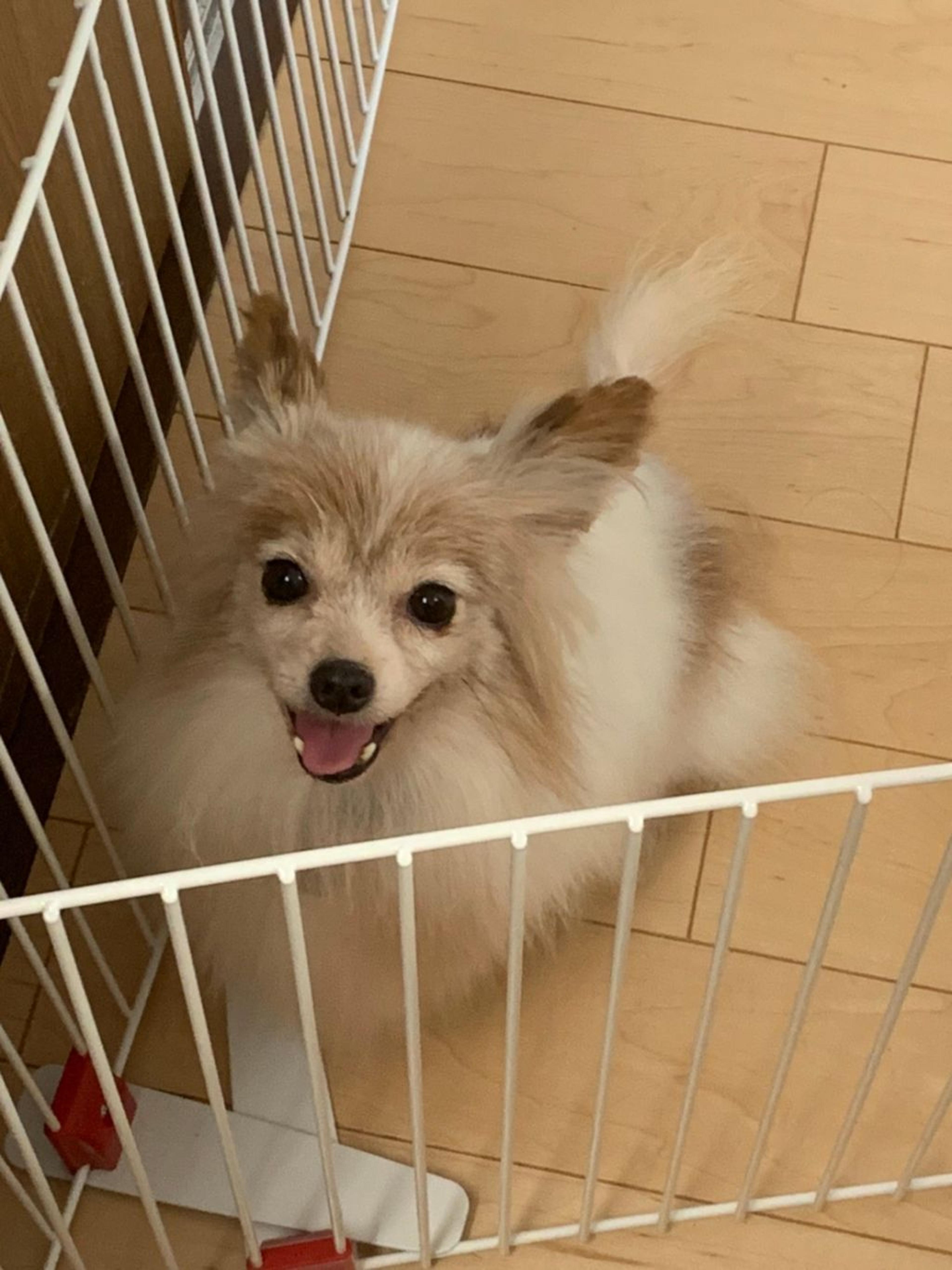 pet-image-2