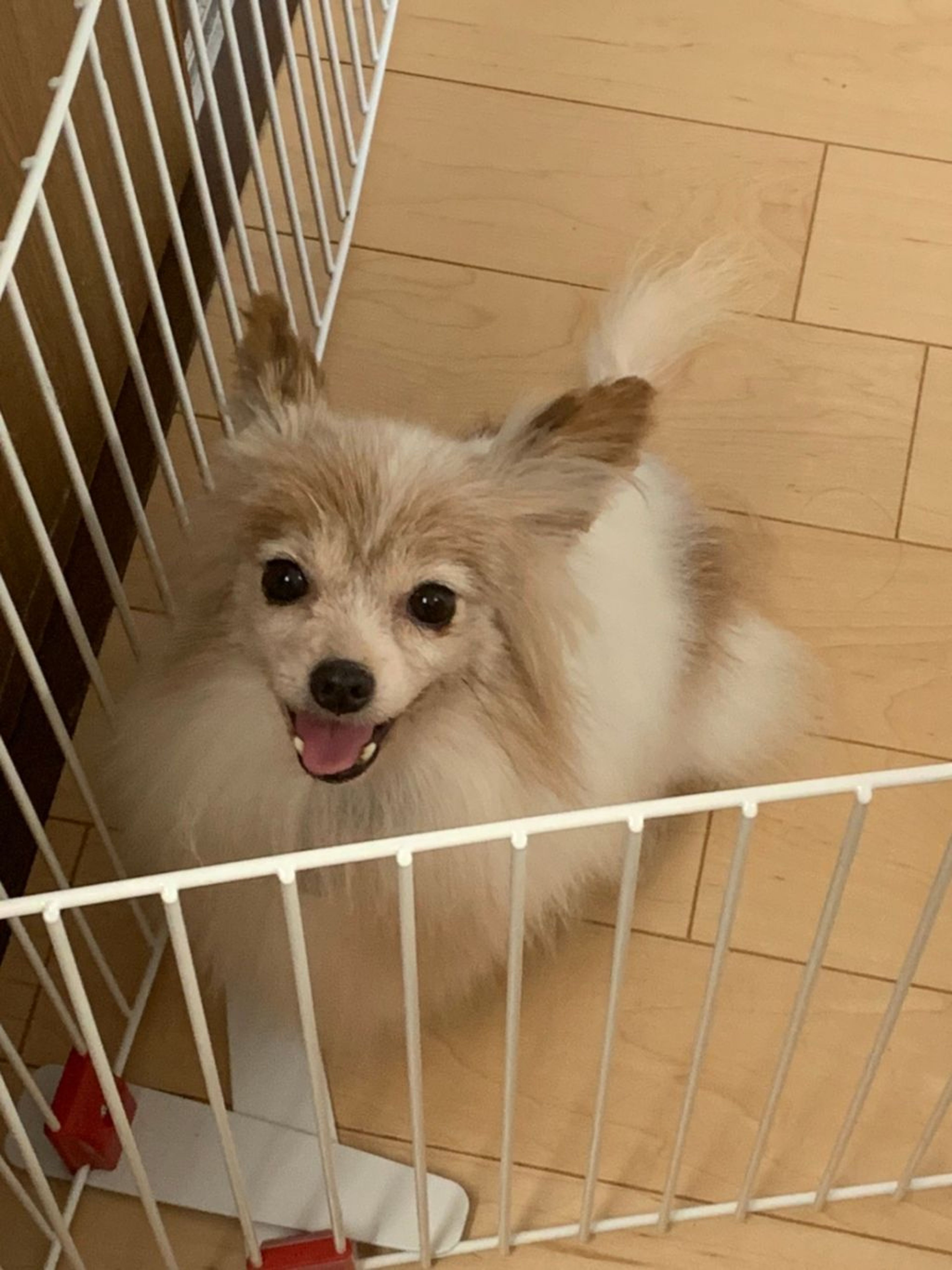 pet-image-2
