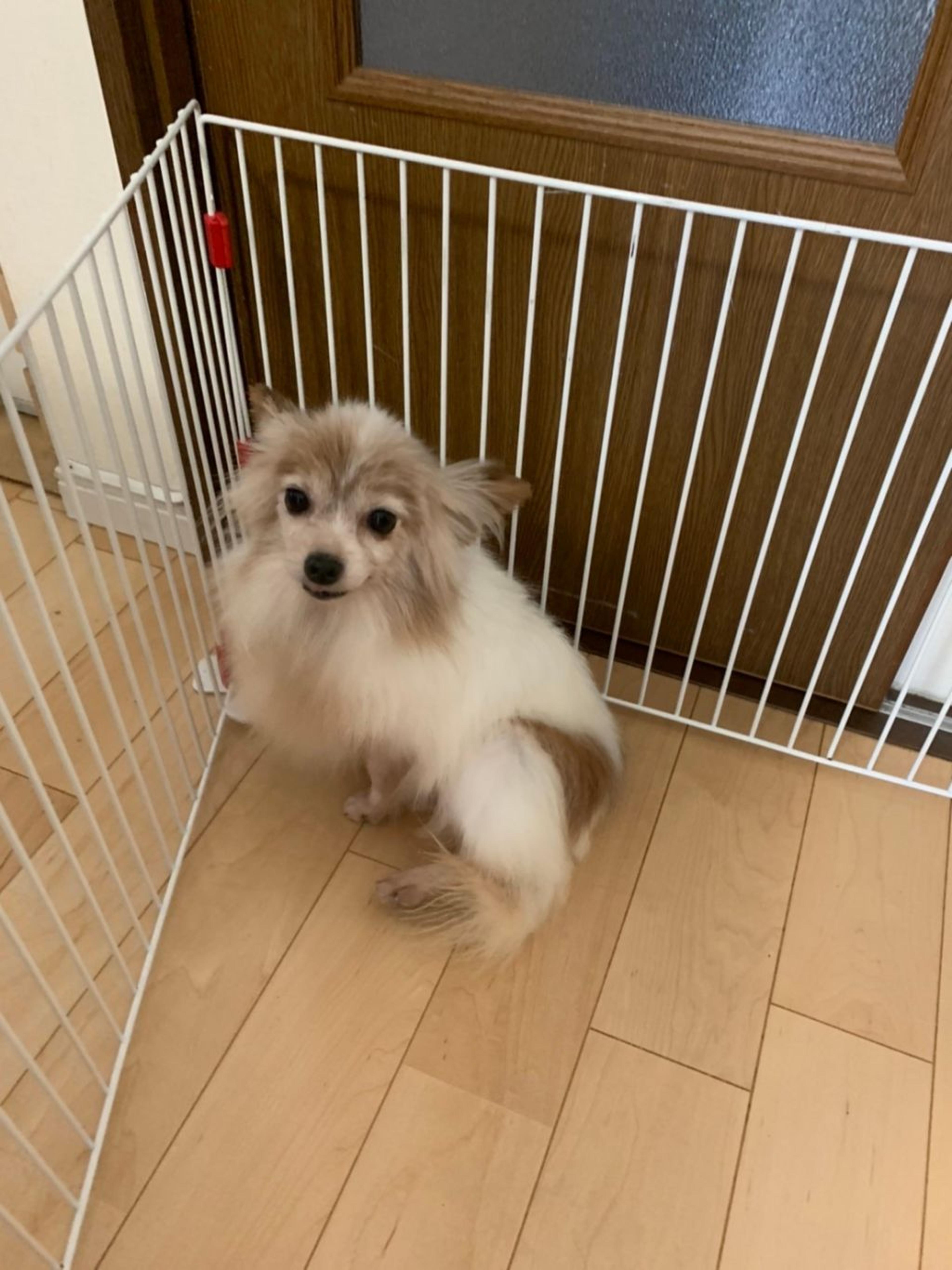 pet-image-3