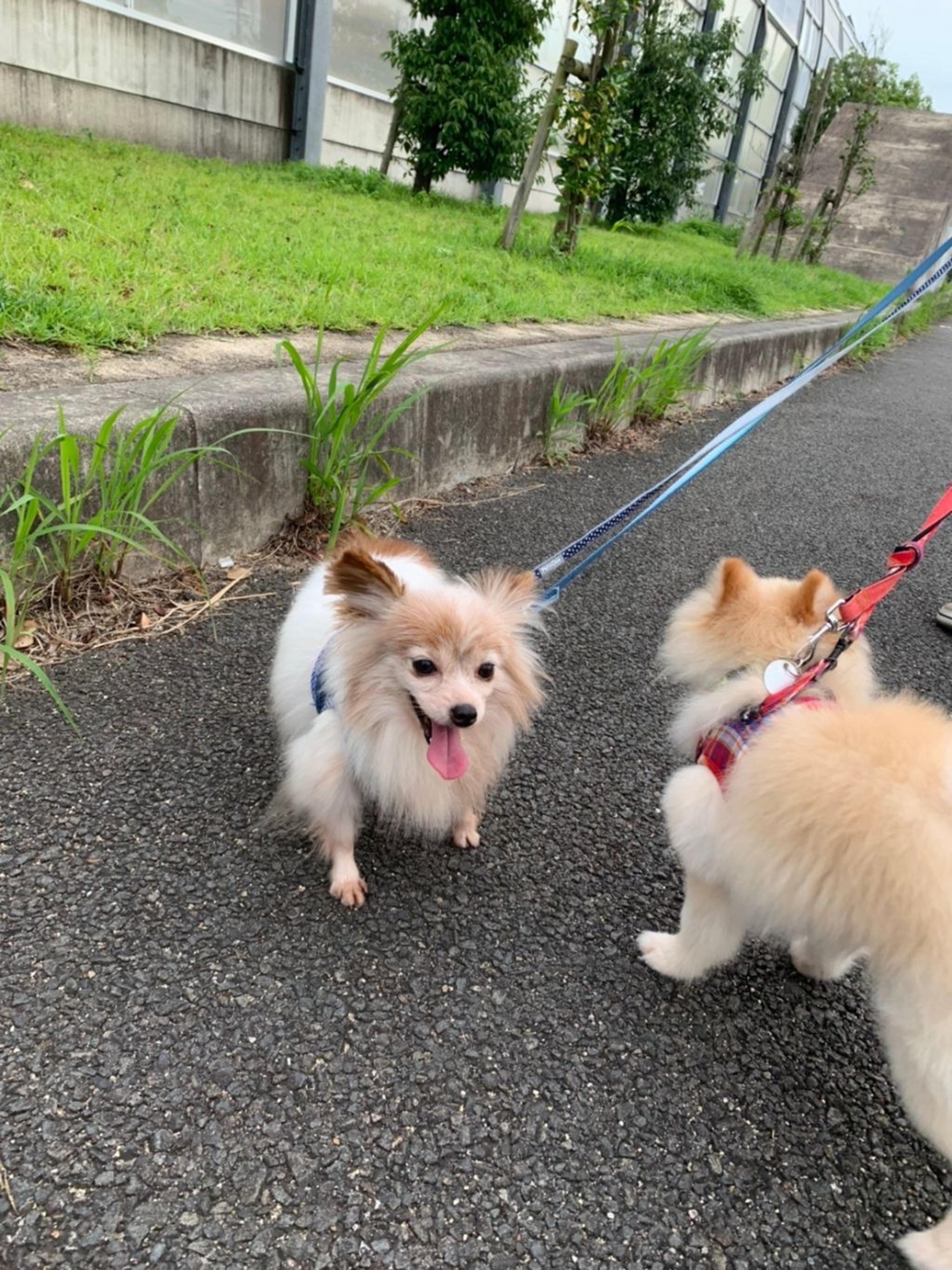 pet-image-4