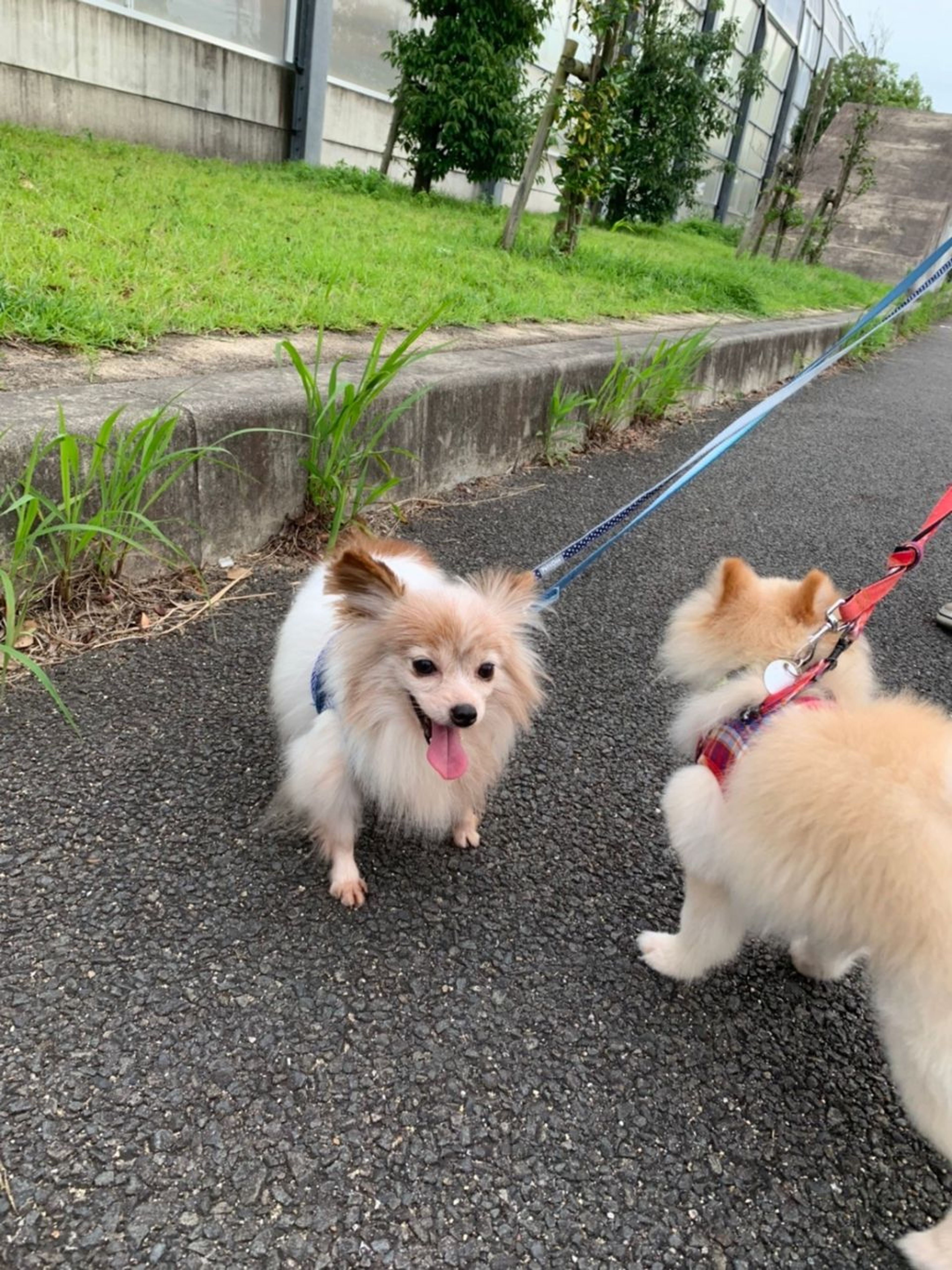 pet-image-4