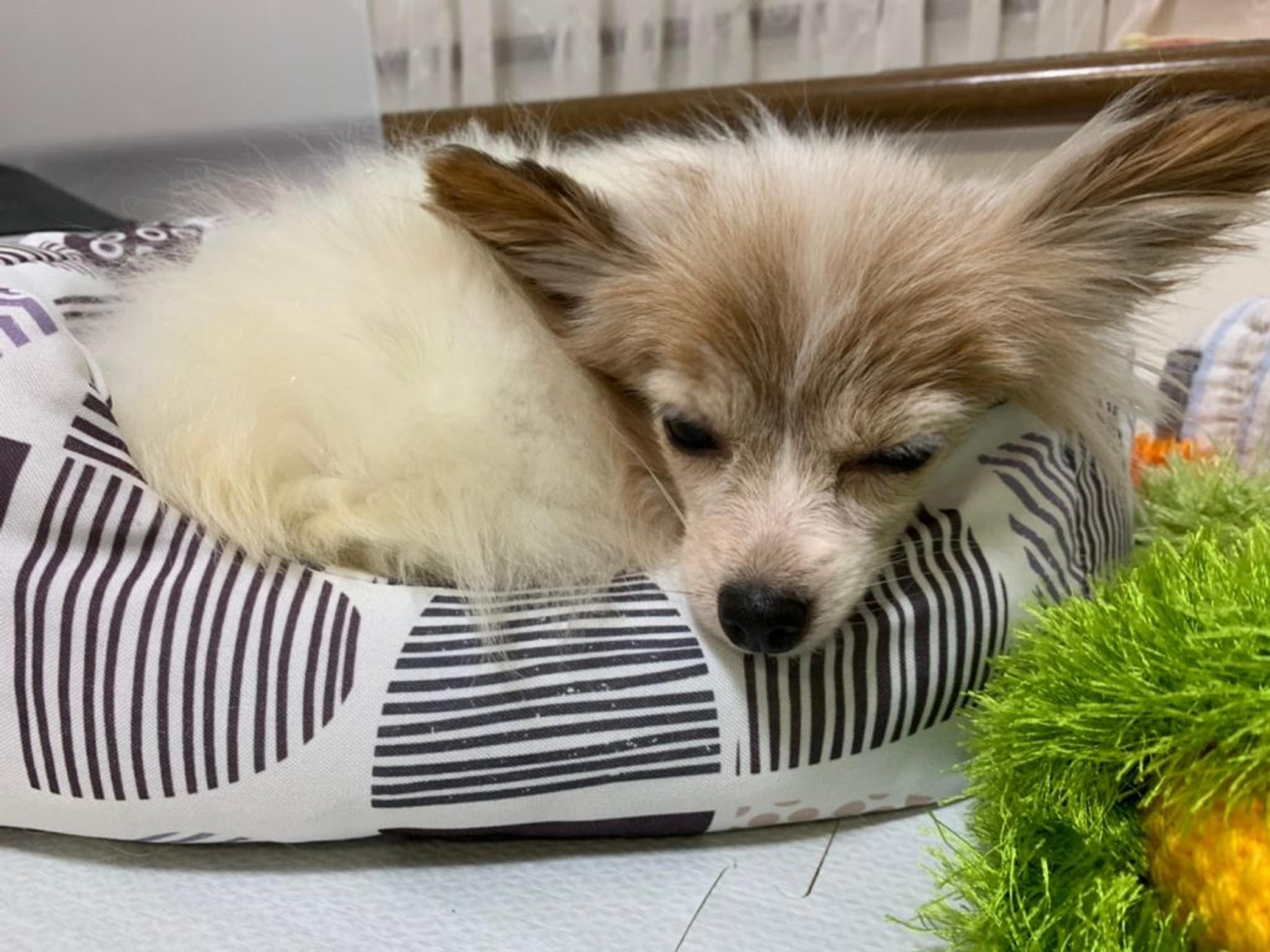 pet-image-5