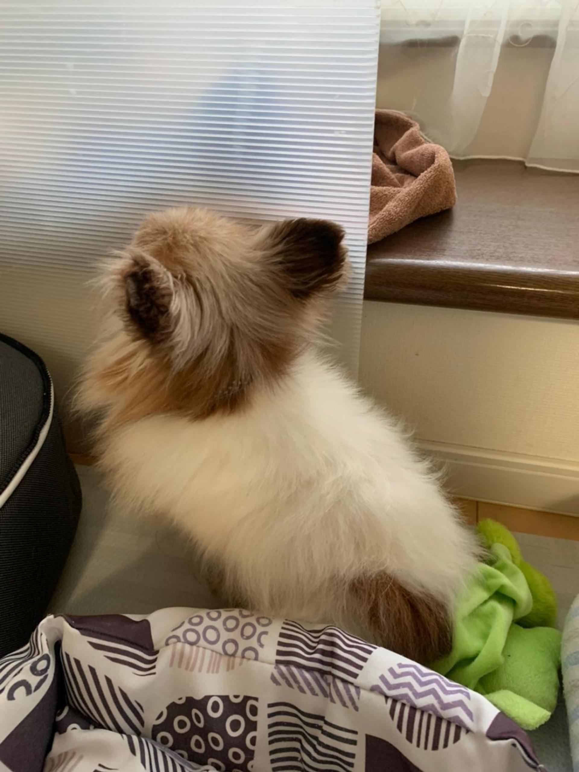 pet-image-6