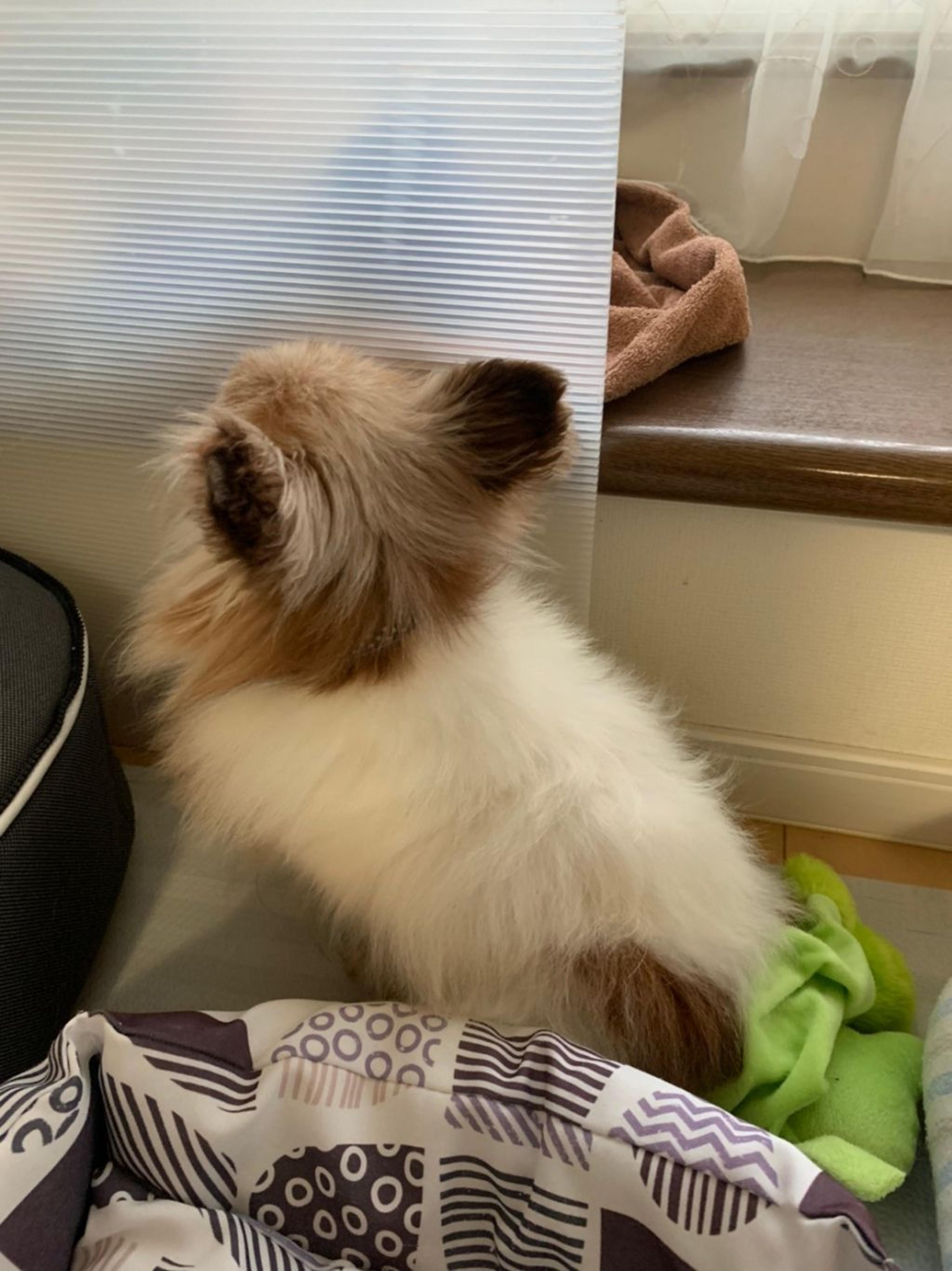pet-image-6