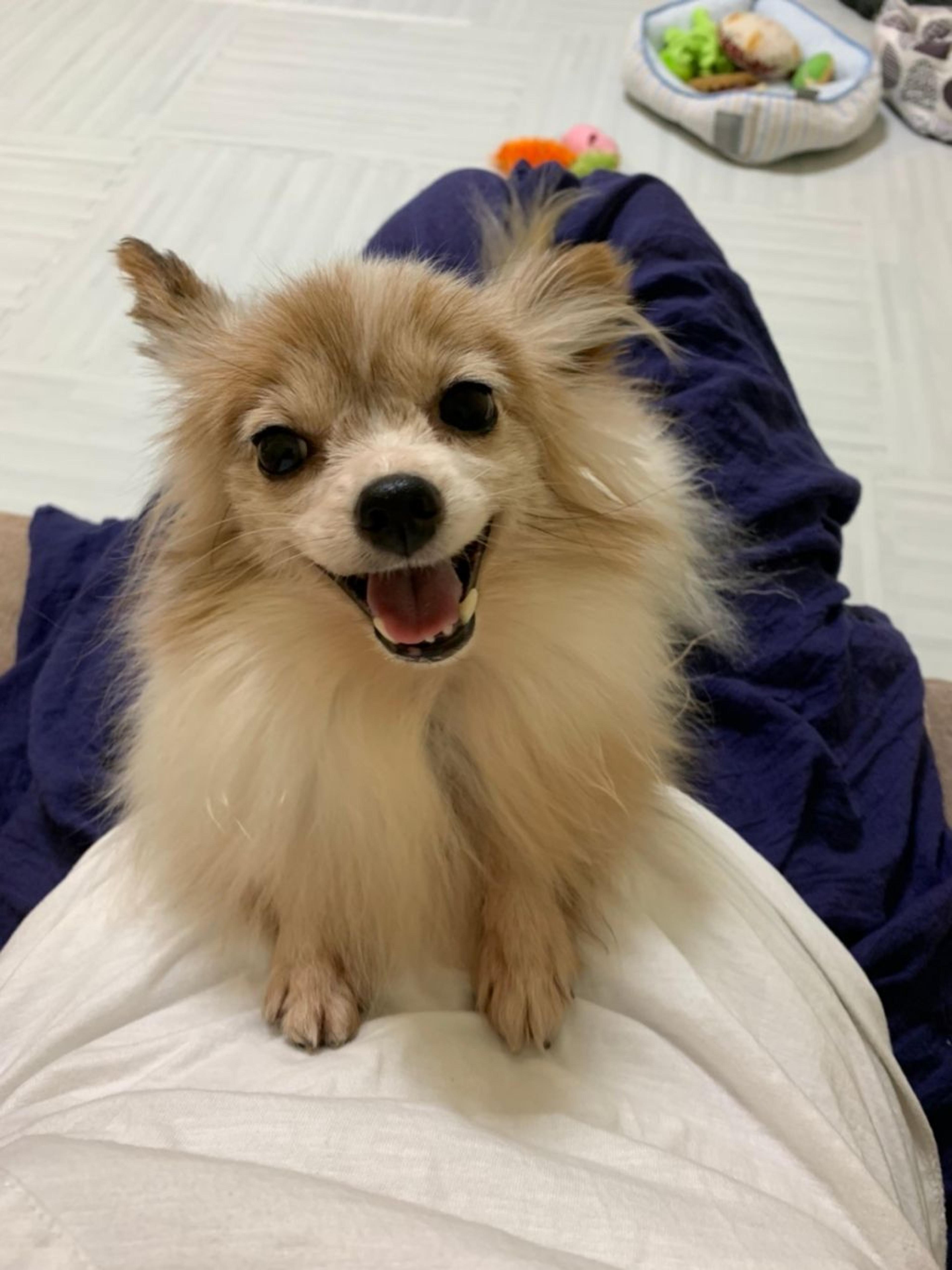 pet-image-7