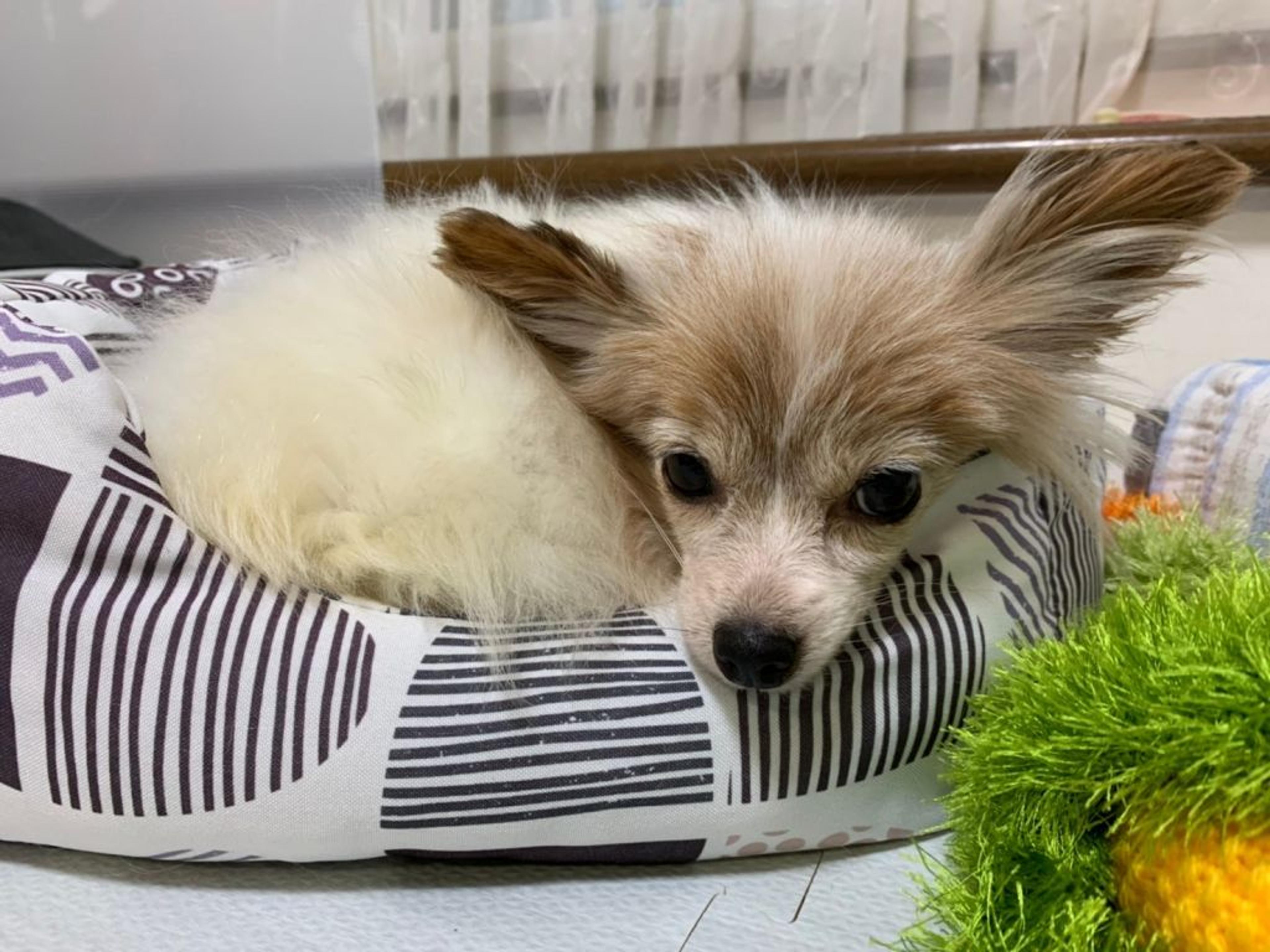 pet-image-8