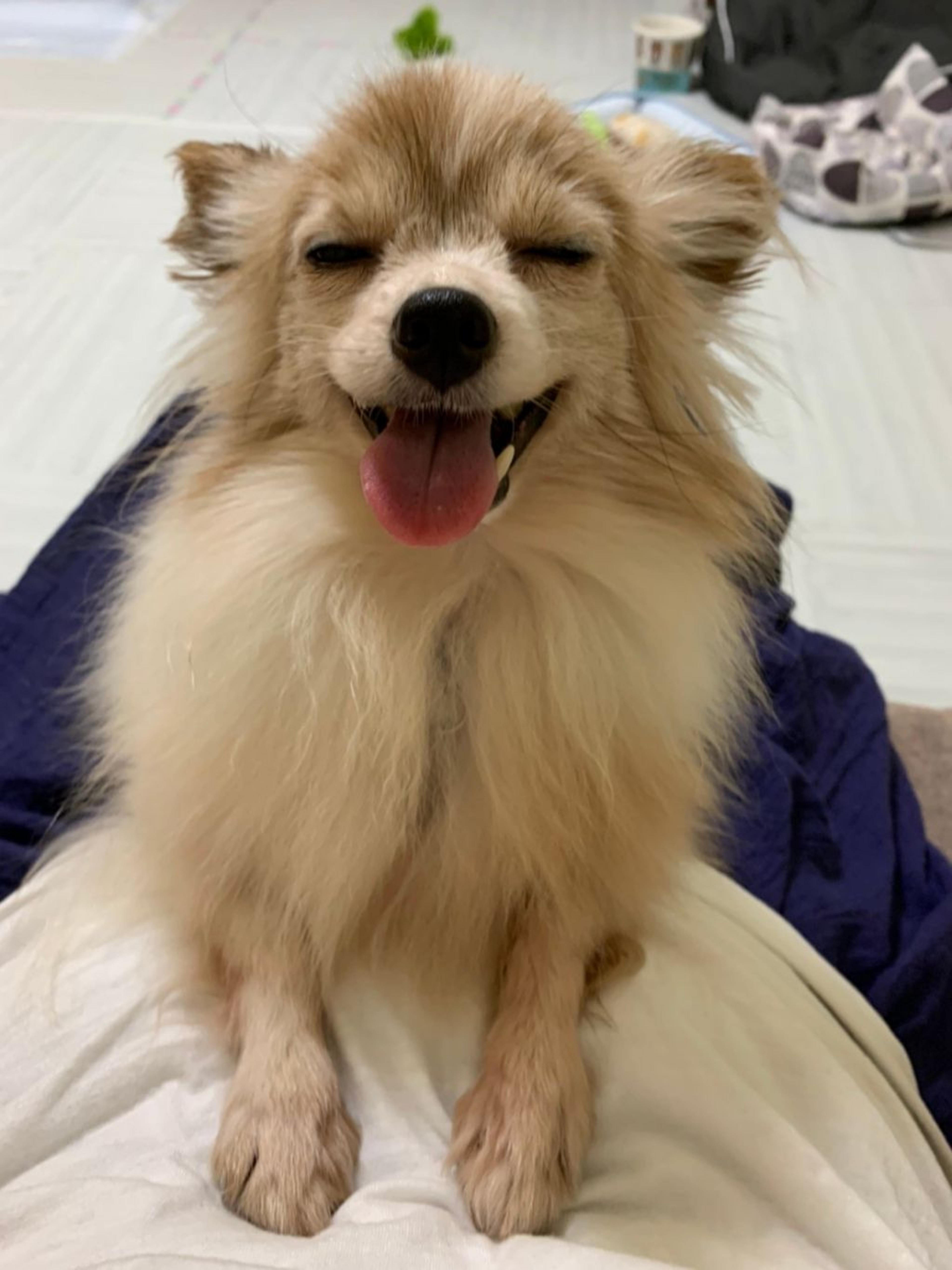 pet-image-9