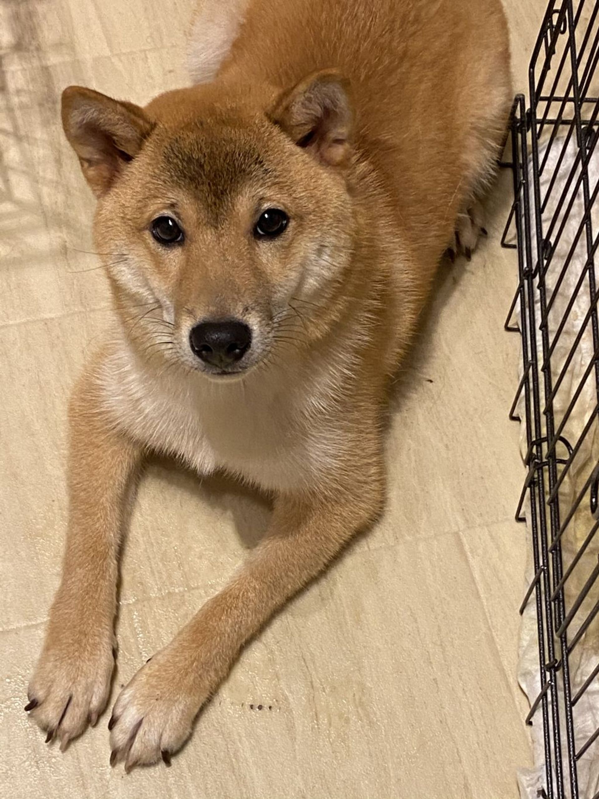柴犬・オスの里親募集の写真