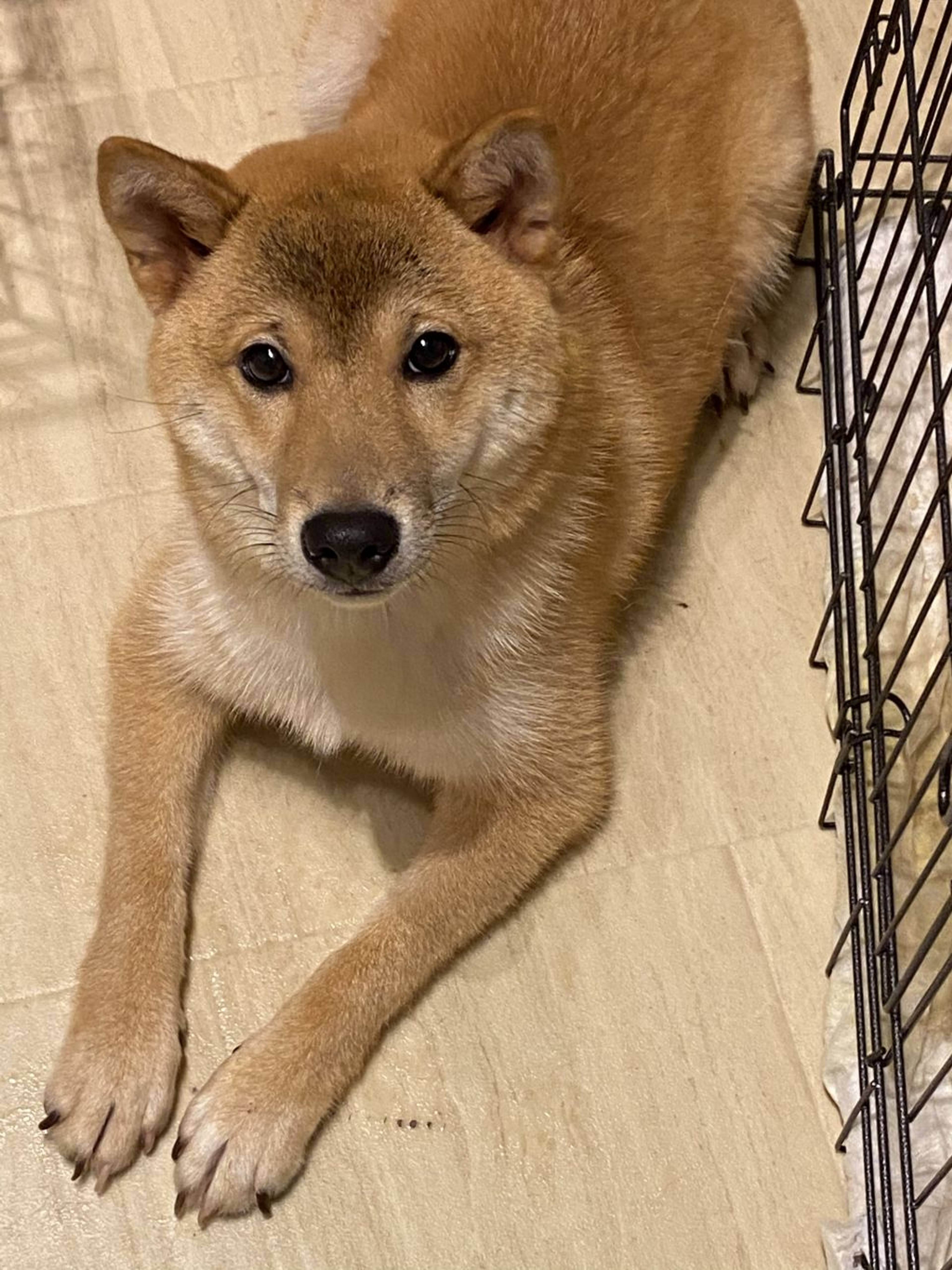 柴犬・オスの里親募集の写真