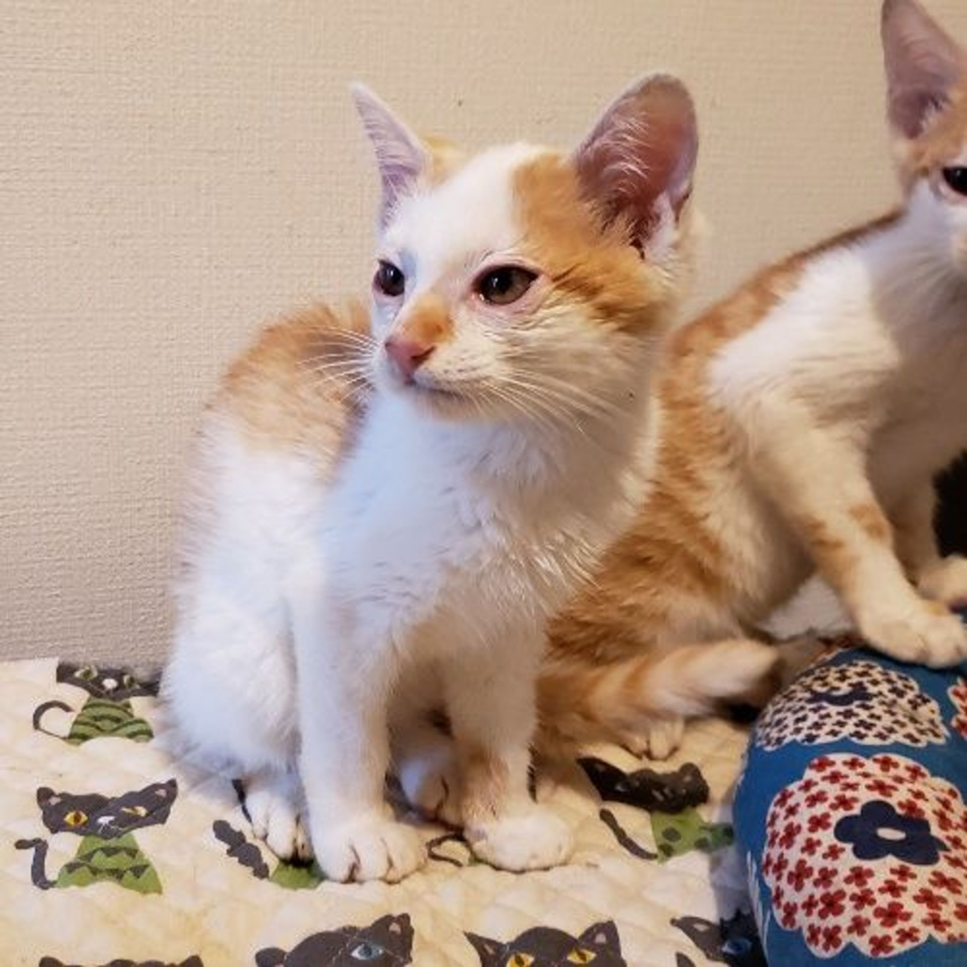 雑種（ミックス猫）・オスの里親募集の写真