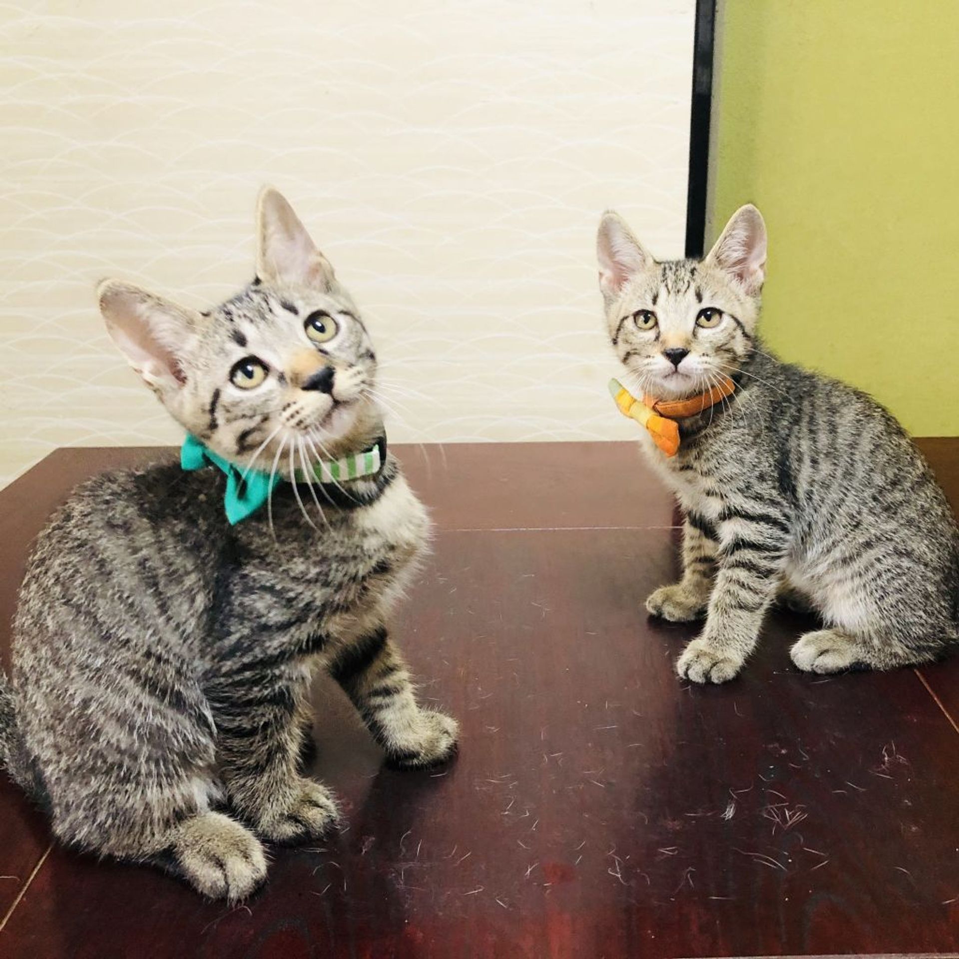 雑種（ミックス猫）・オスの里親募集の写真