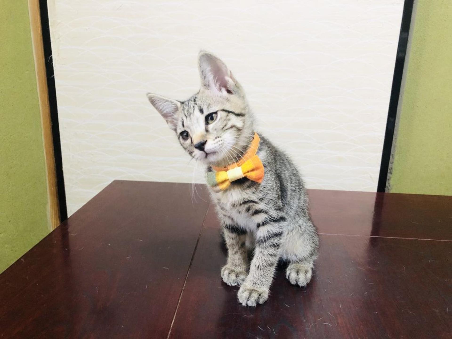pet-image-3