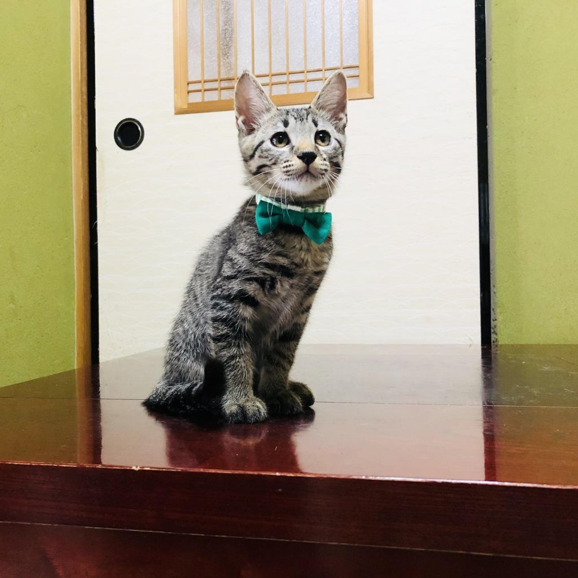 pet-image-6