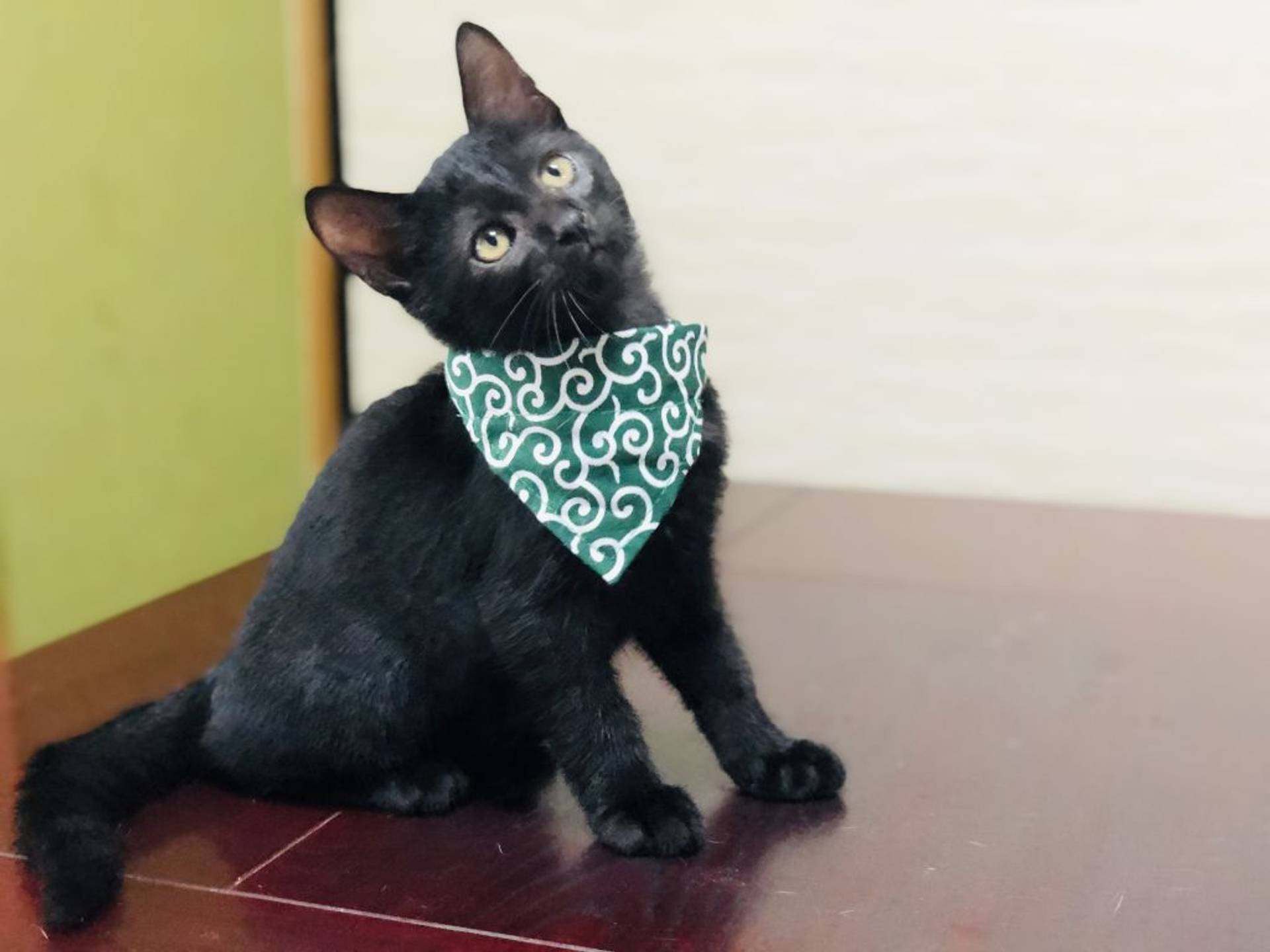 雑種（ミックス猫）・オスの里親募集の写真