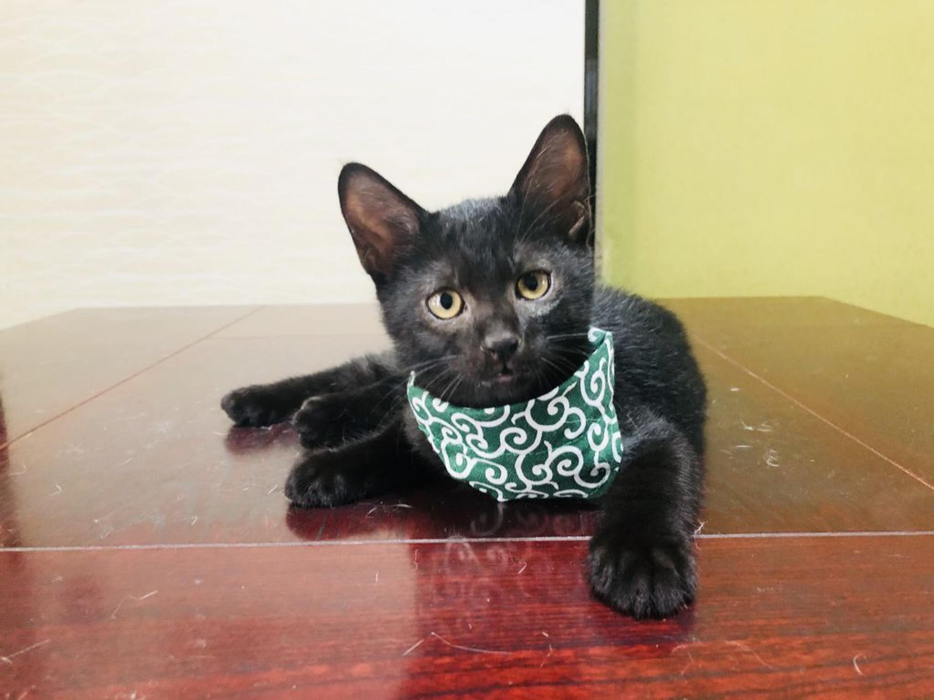 pet-image-4