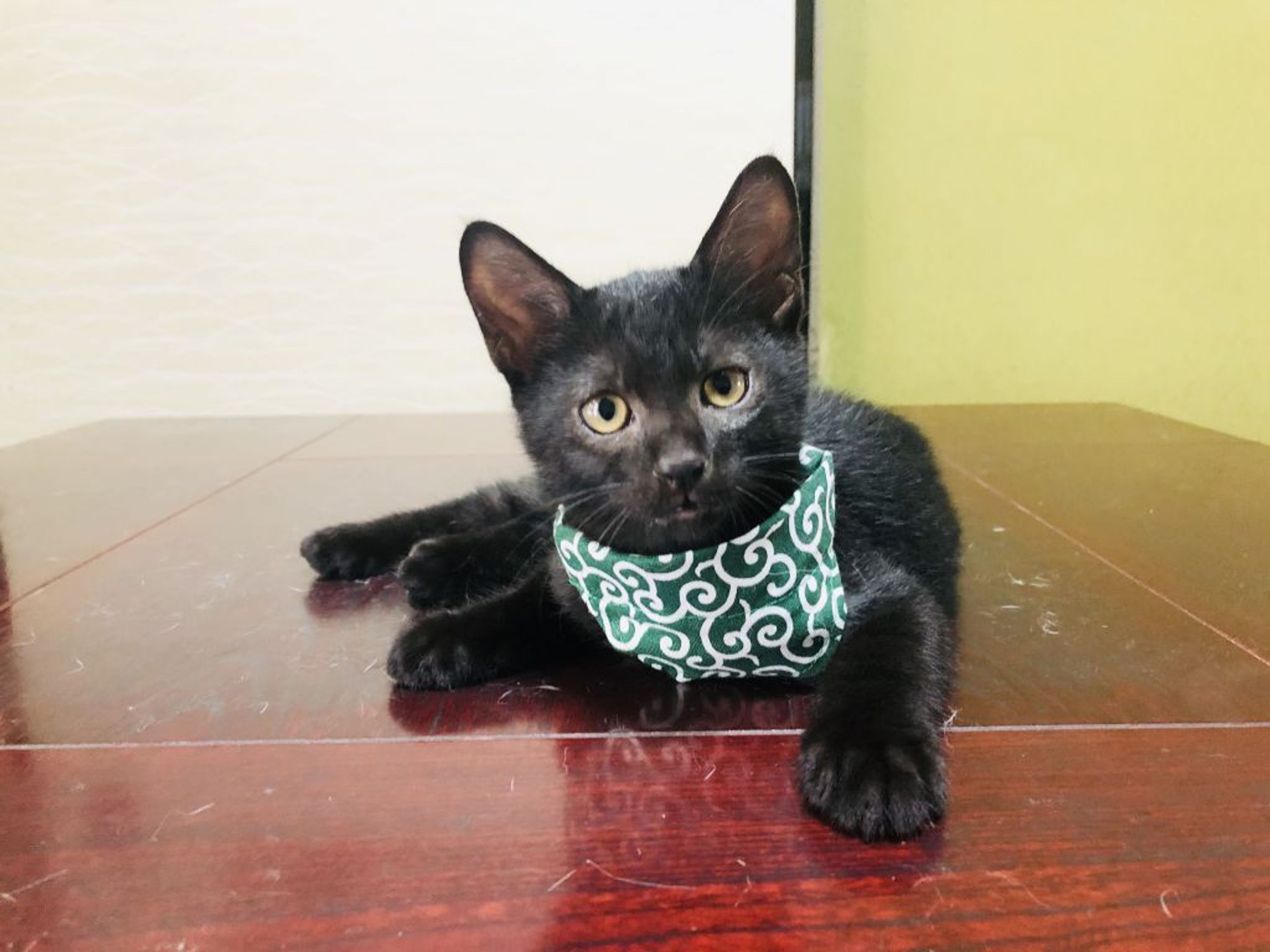 pet-image-4