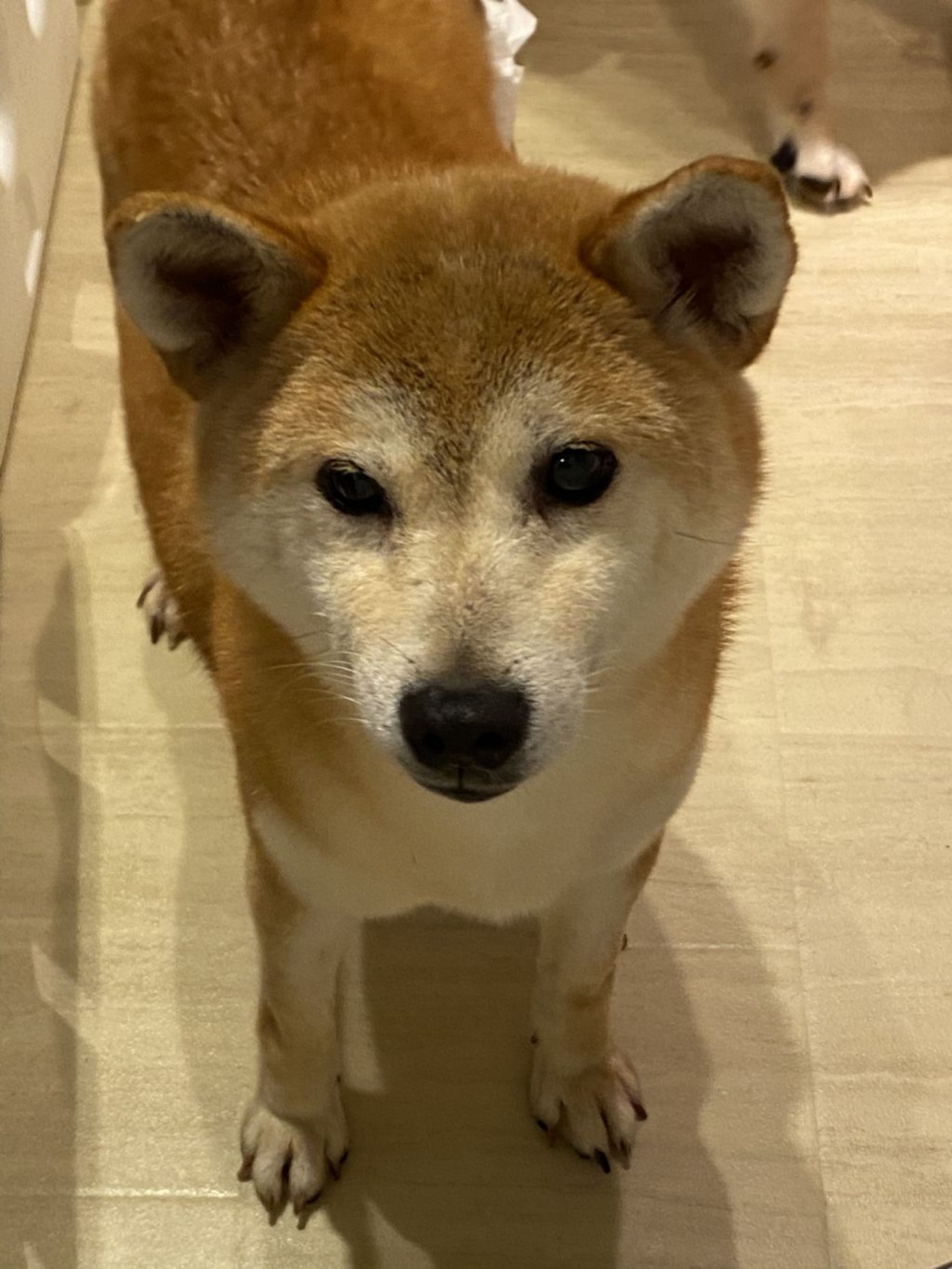柴犬・メスの里親募集の写真