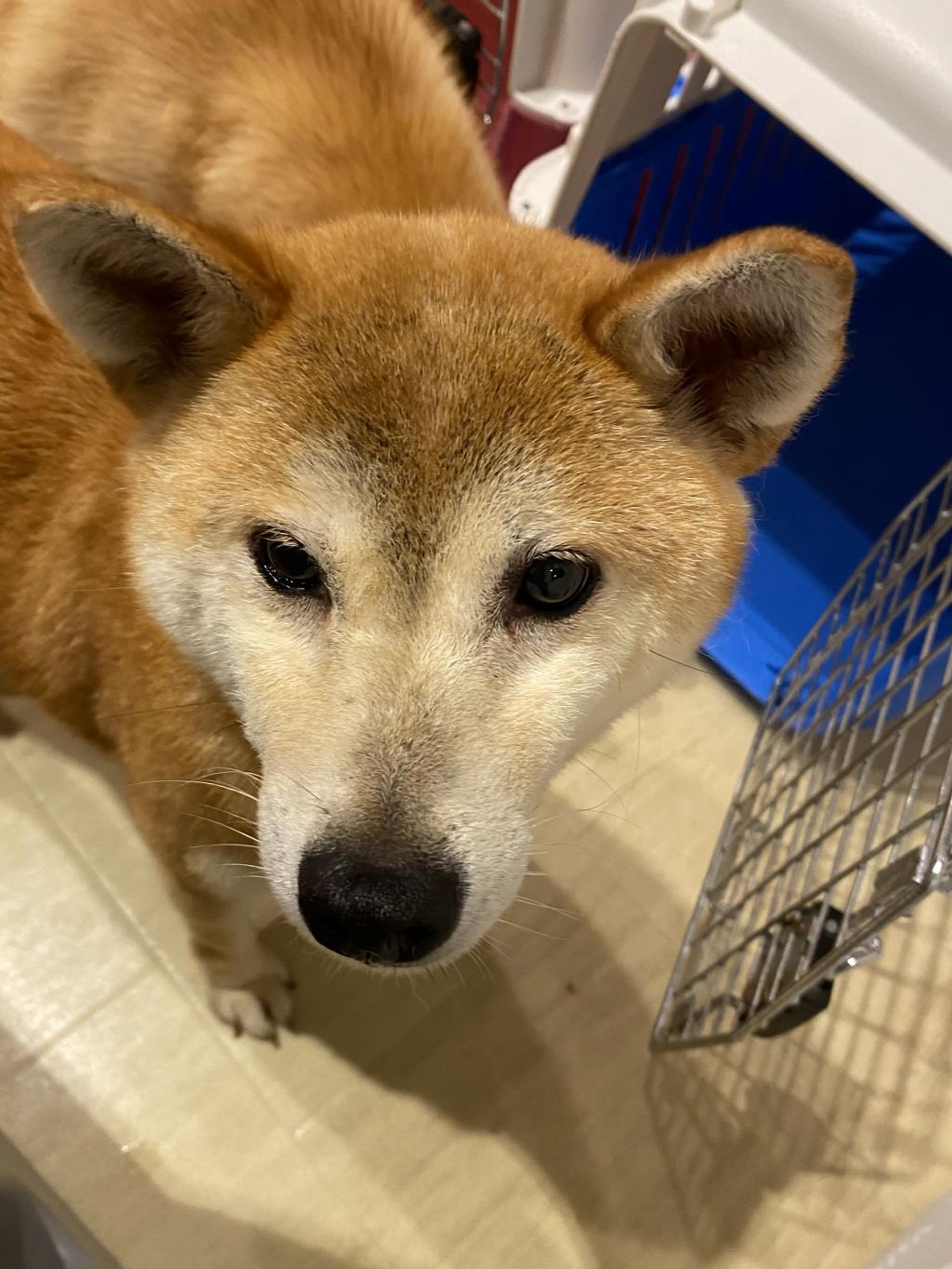 pet-image-2