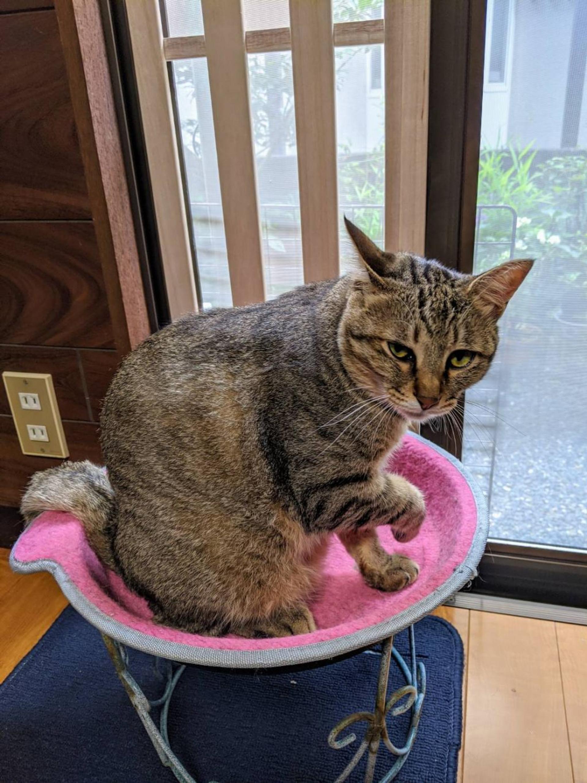 pet-image-2