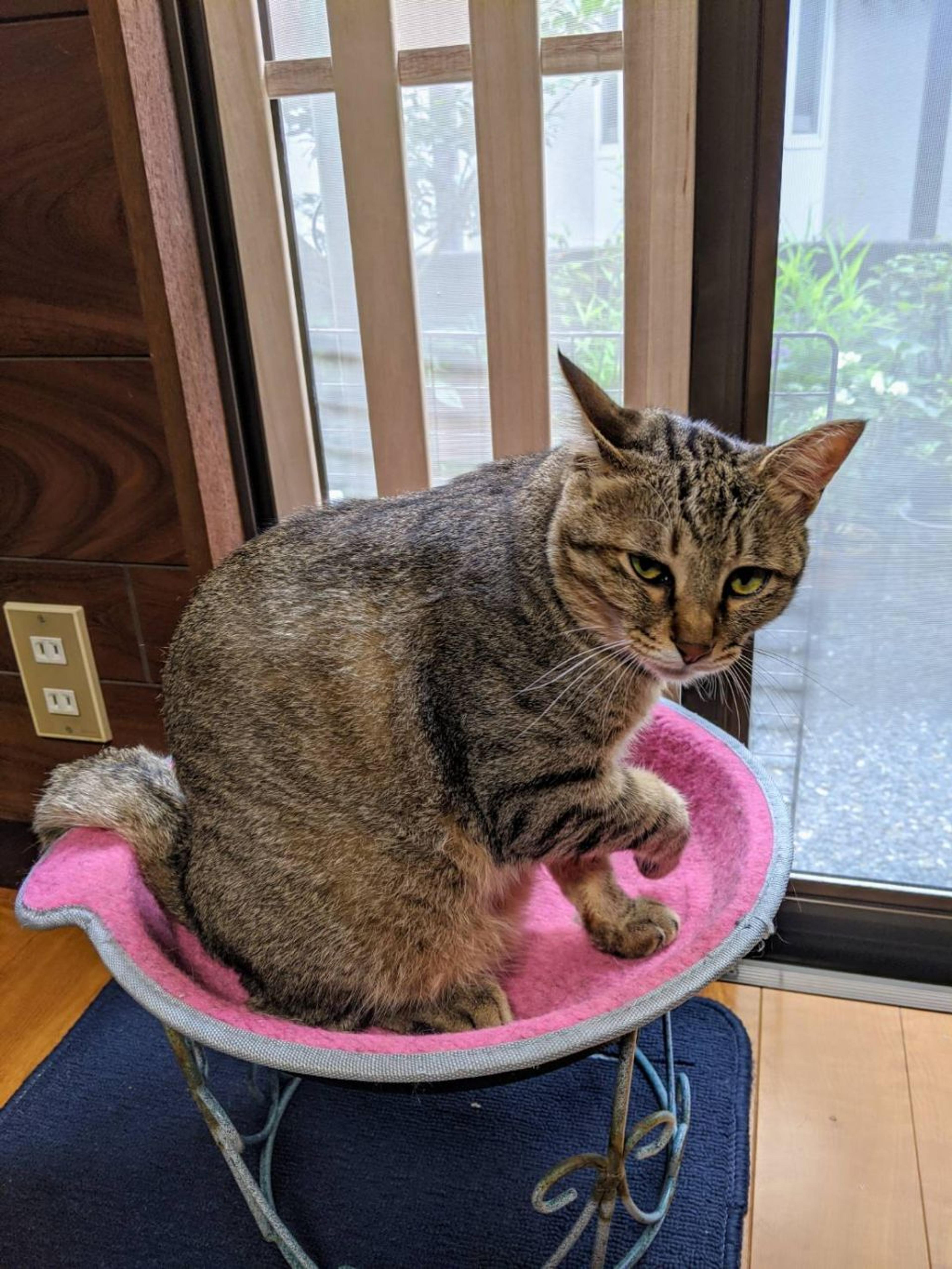 pet-image-2