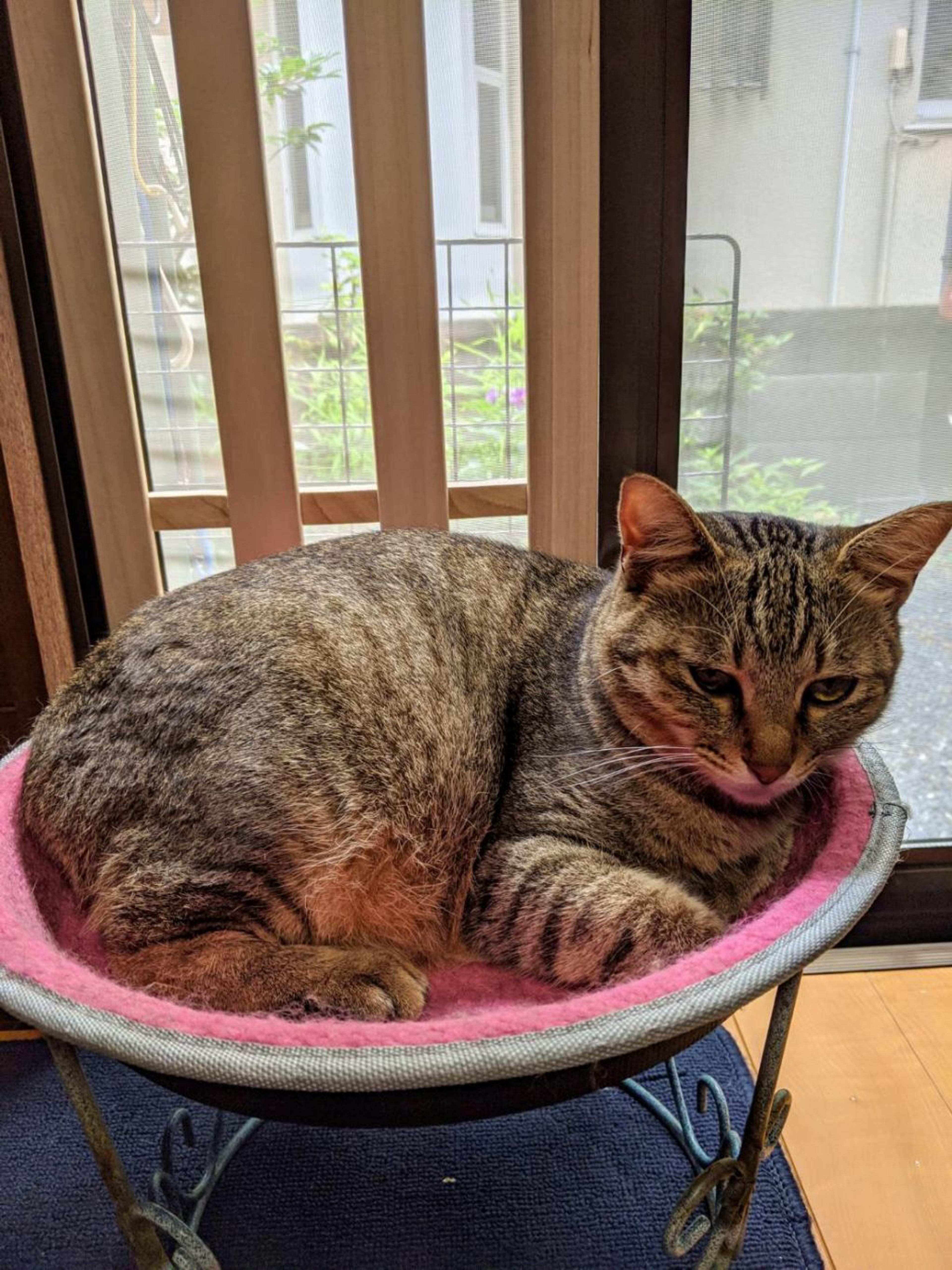pet-image-3
