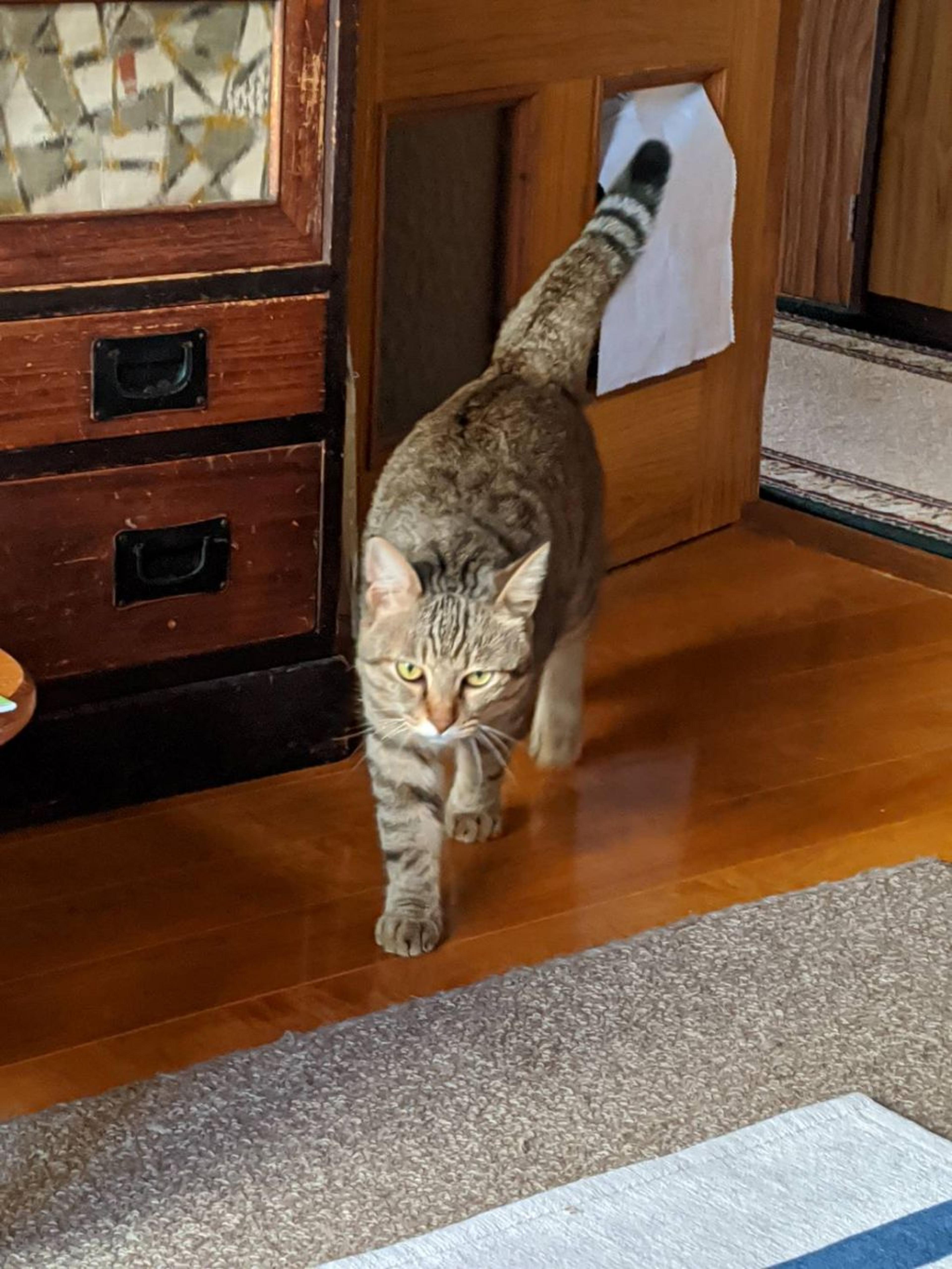 pet-image-5