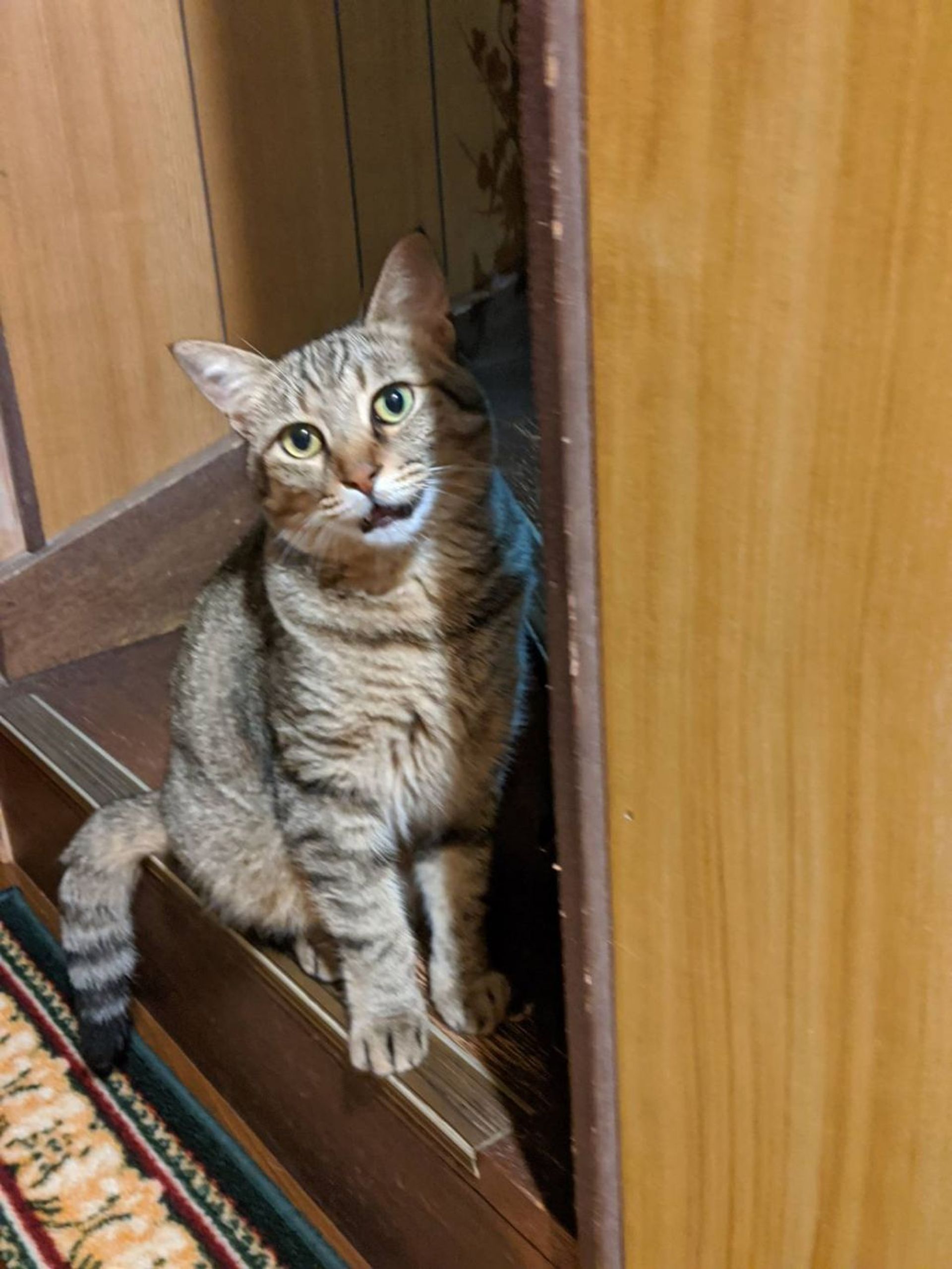 雑種（ミックス猫）・メスの里親募集の写真